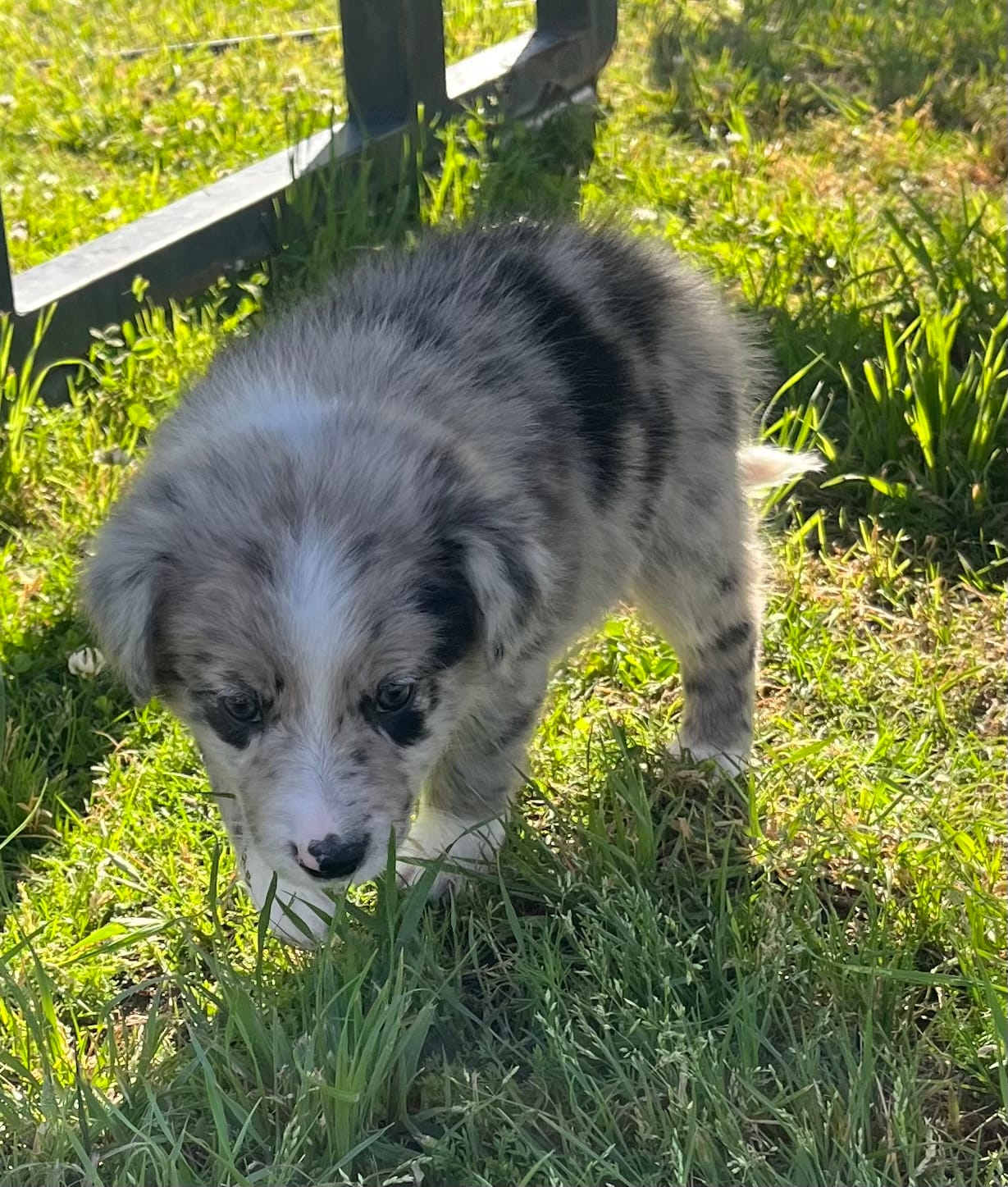 Pecas – Border Collie puppy for sale in Bakersfield, CA