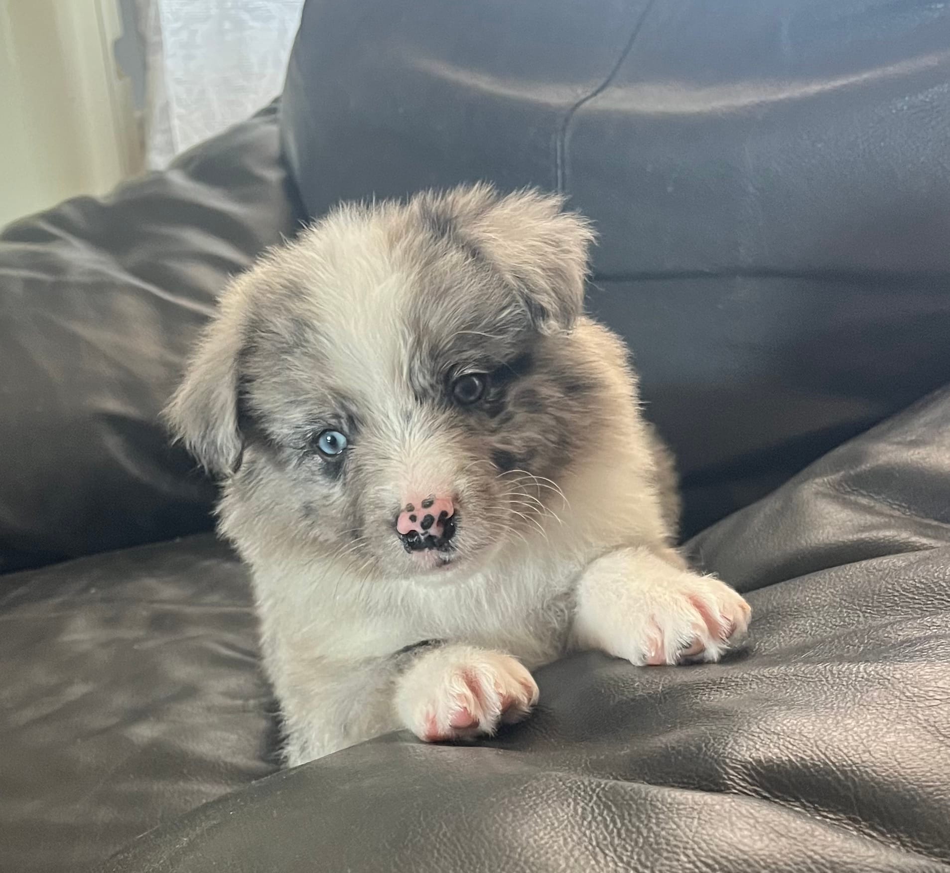 Blue  – Border Collie puppy for sale in Bakersfield, CA
