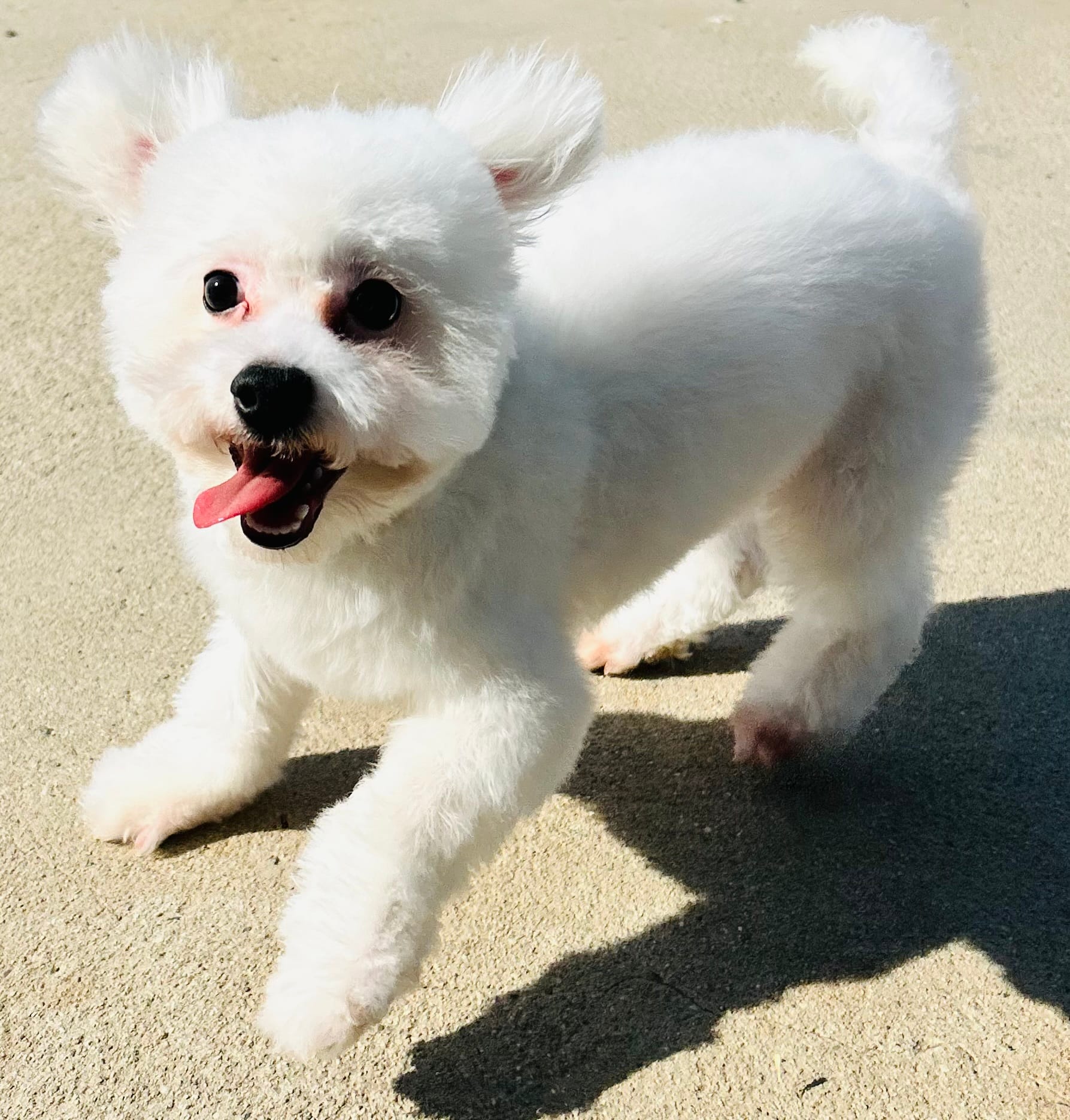Chowder – Bichon Frise puppy for sale in Menifee, CA