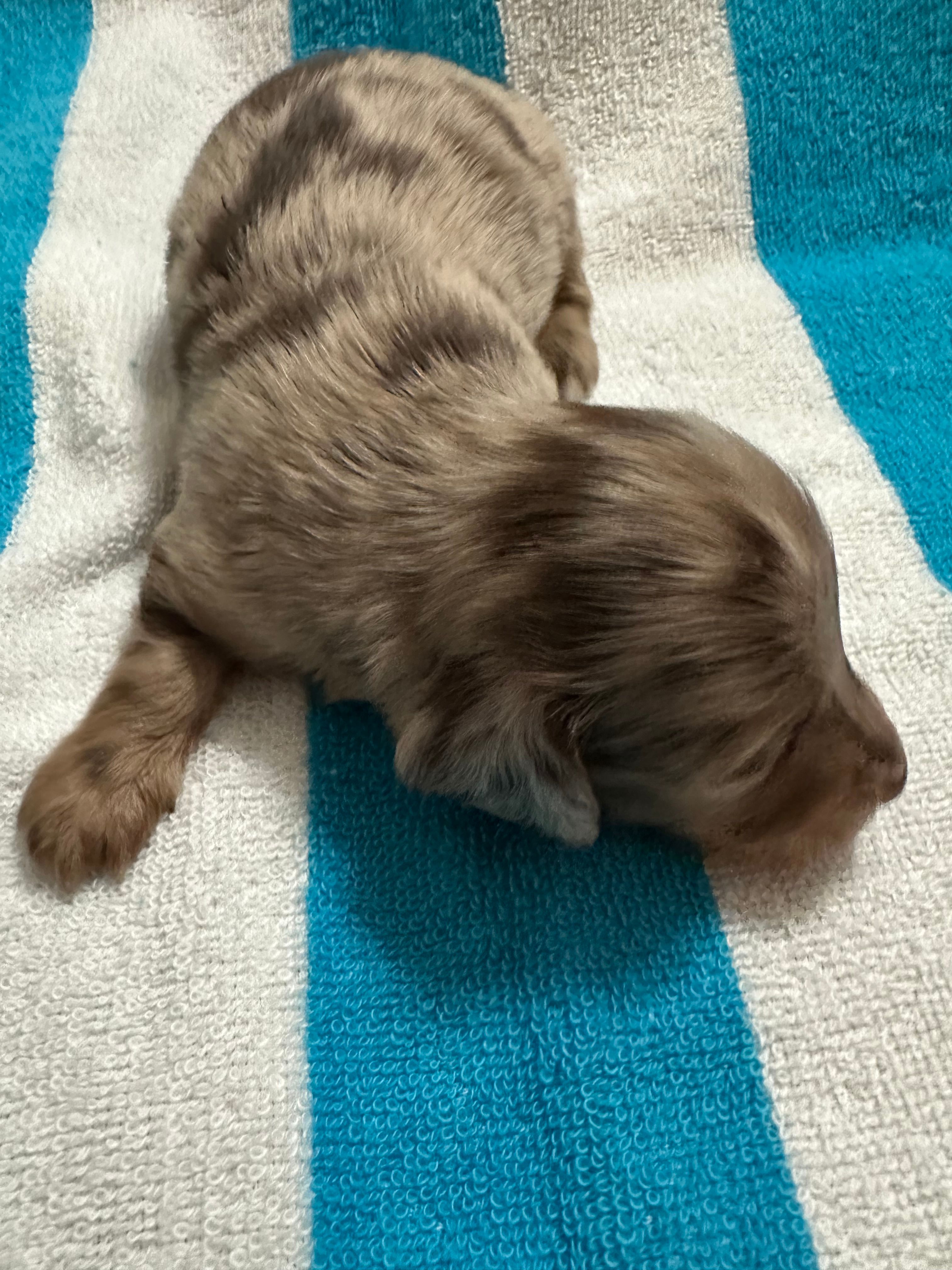 Slade – Miniature Dachshund puppy for sale in Rogers City, MI