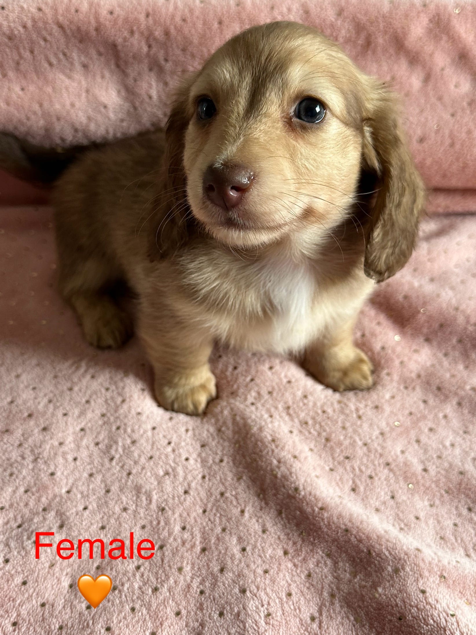 Summer – Miniature Dachshund puppy for sale in Rogers City, MI