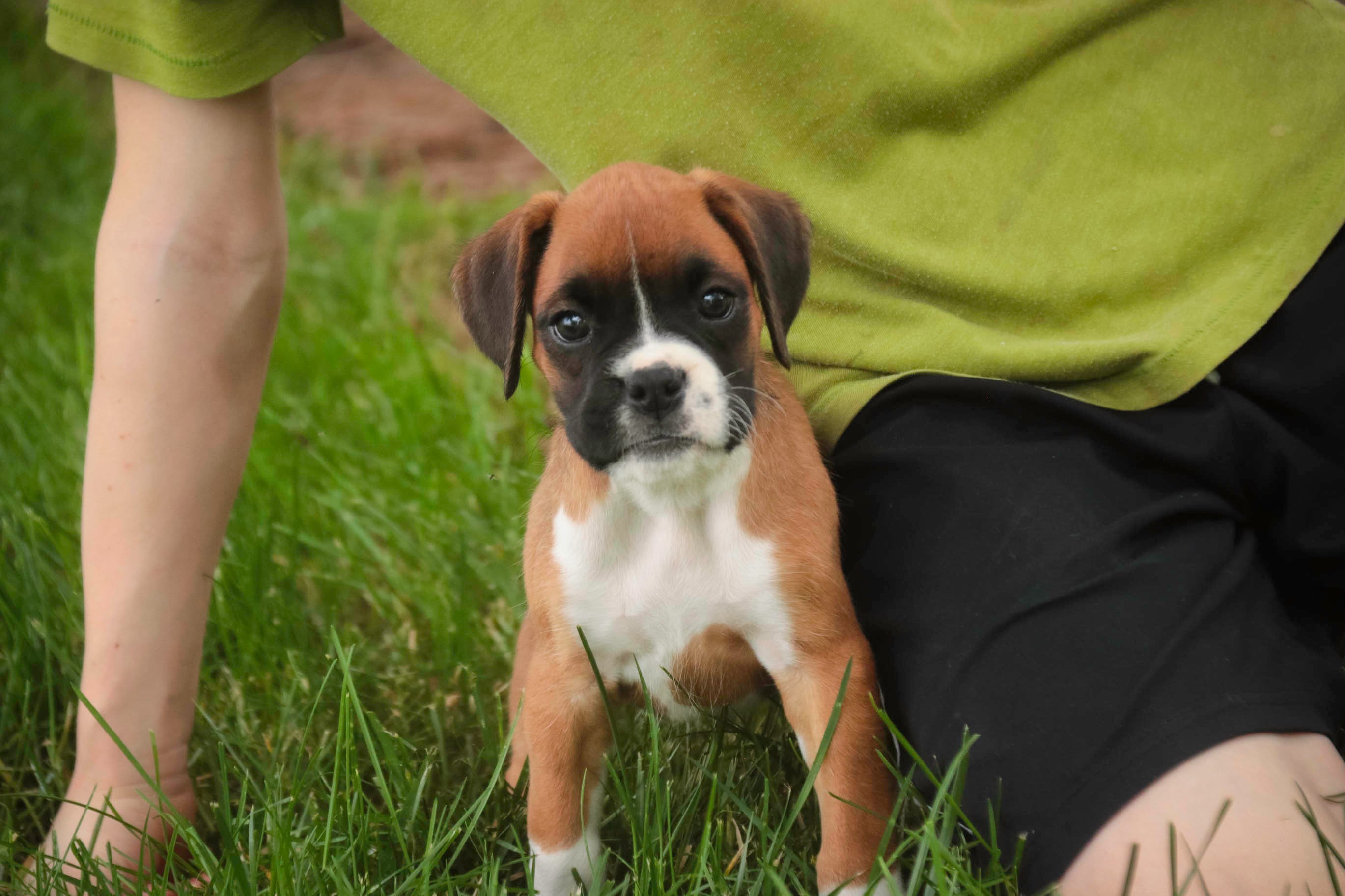 Skye – Boxer puppy for sale in Shipshewana, IN
