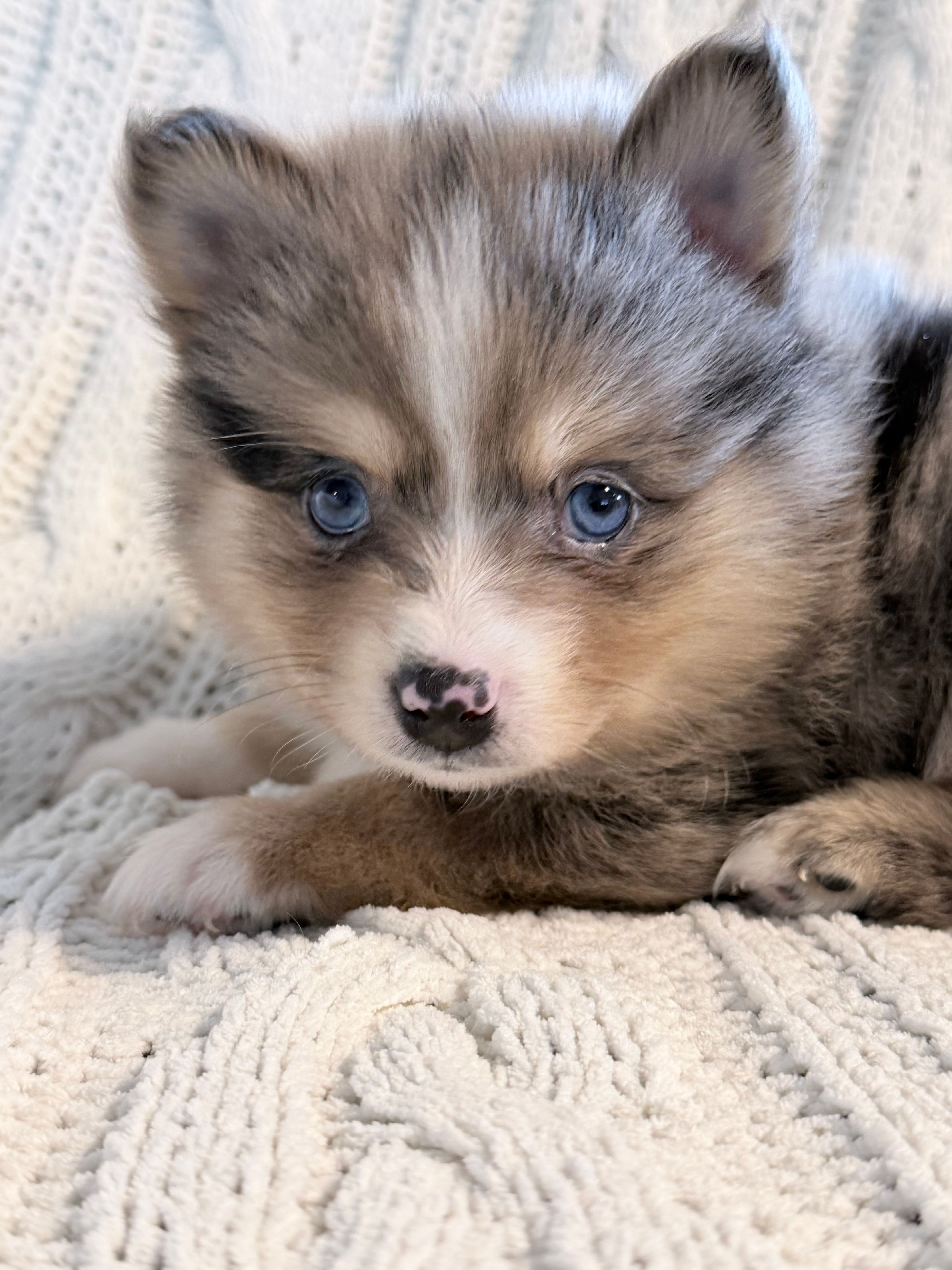 boe – Pomsky puppy for sale in Sugarcreek, OH