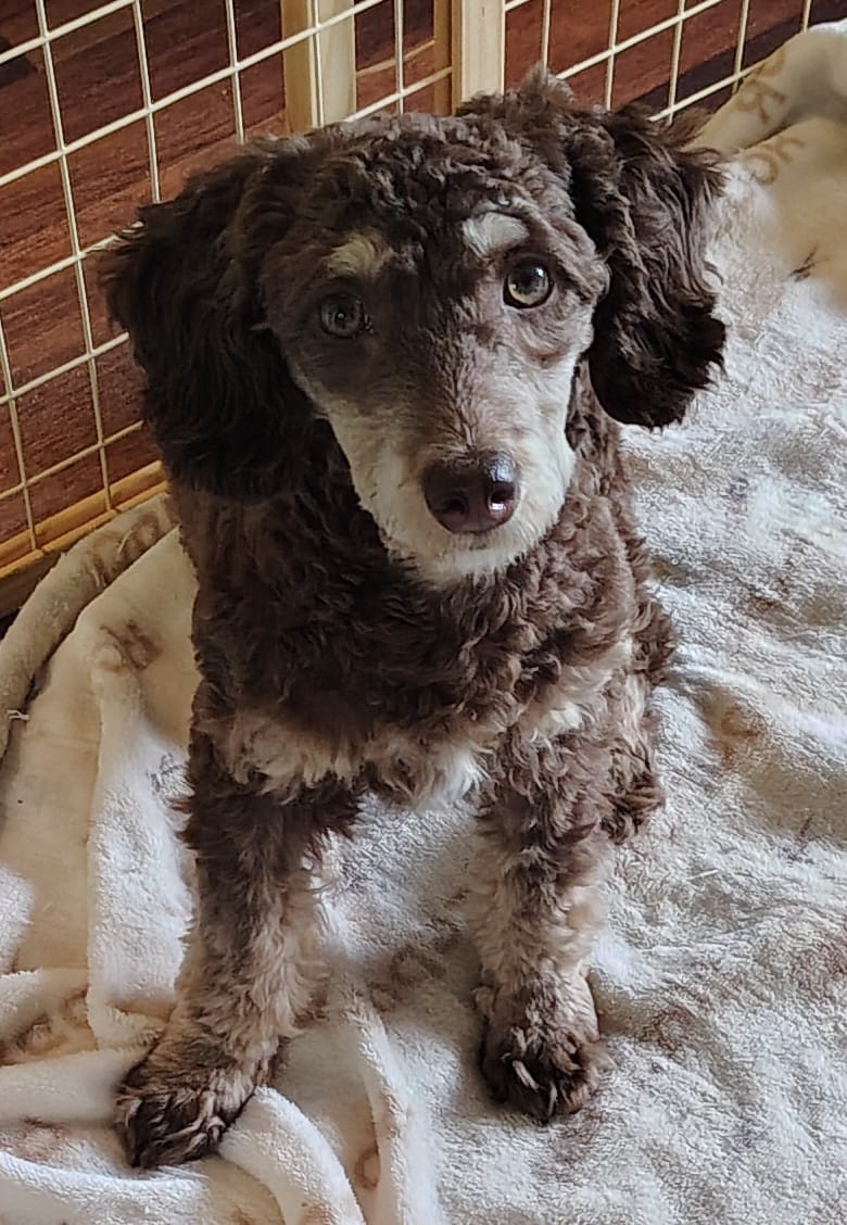 Branch – Poodle - Toy  puppy for sale in Oxford, AL