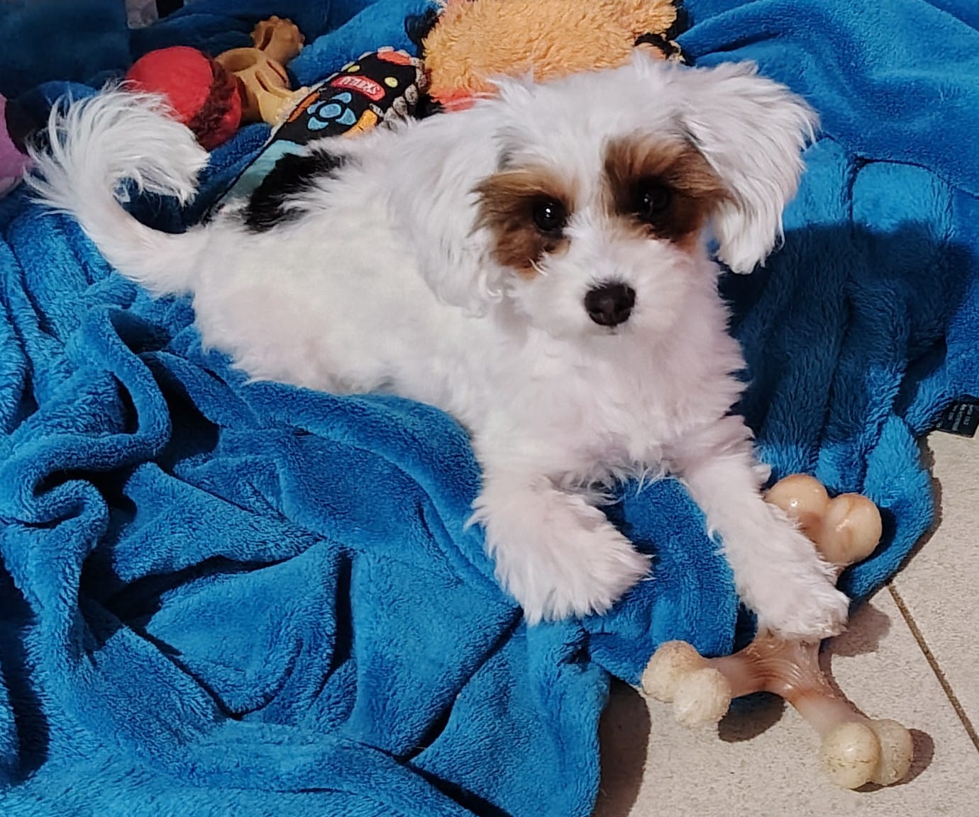 Angel  – Yorkipoo puppy for sale in Oxford, AL