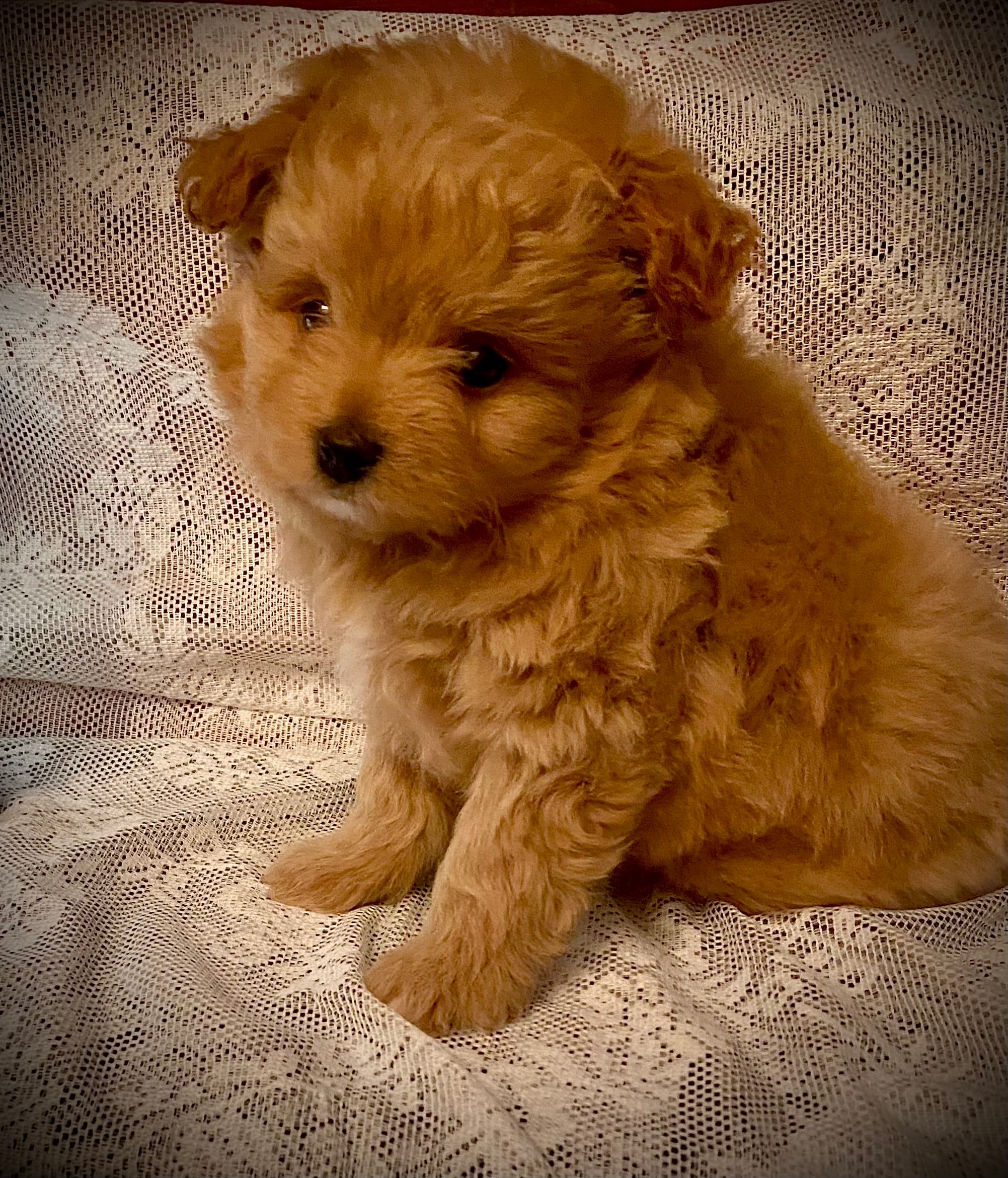 SAM – Pomapoo puppy for sale in Sacramento, CA