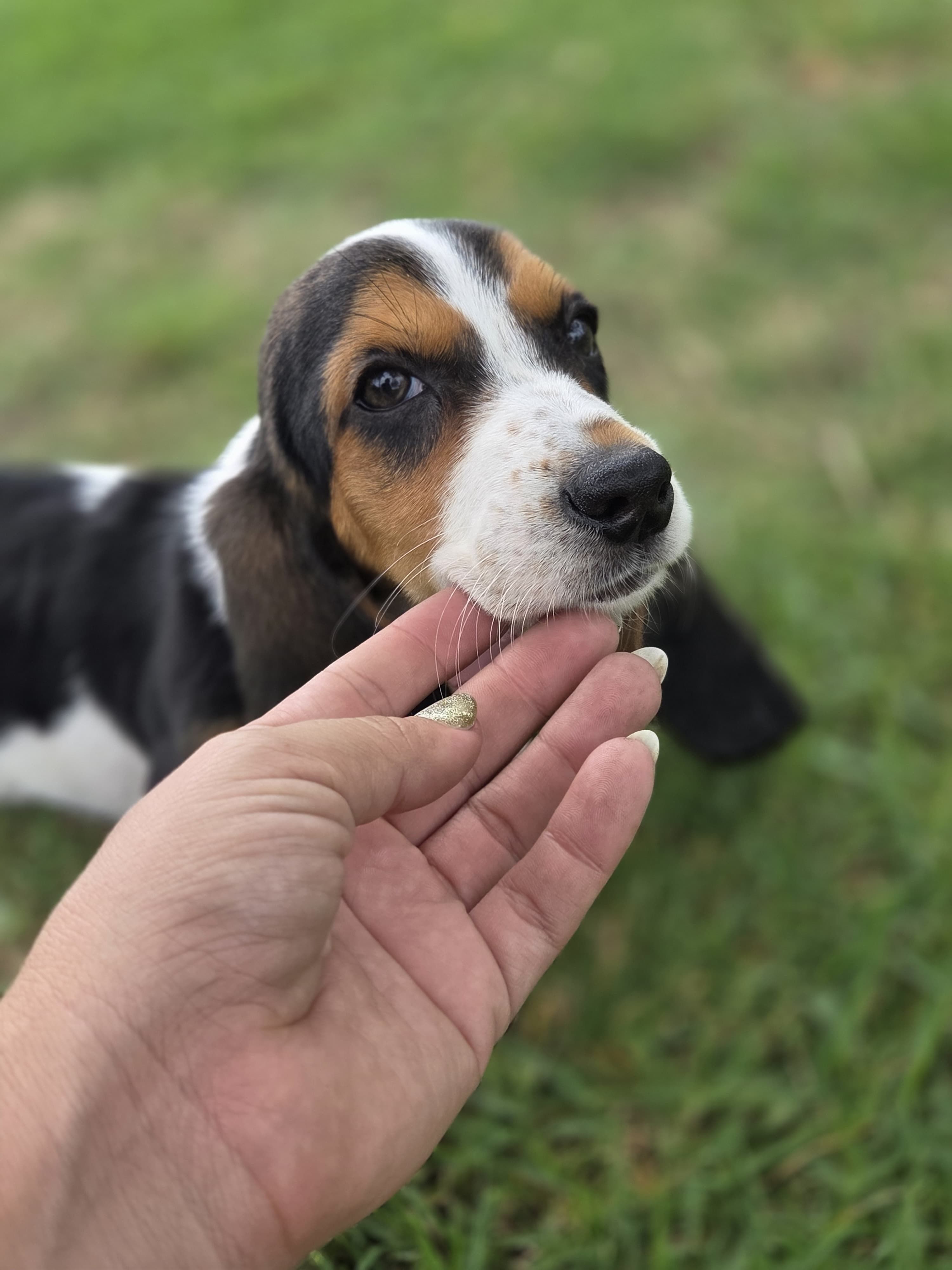  Basset hound – Basset Hound puppy for sale in Fountain Valley, CA