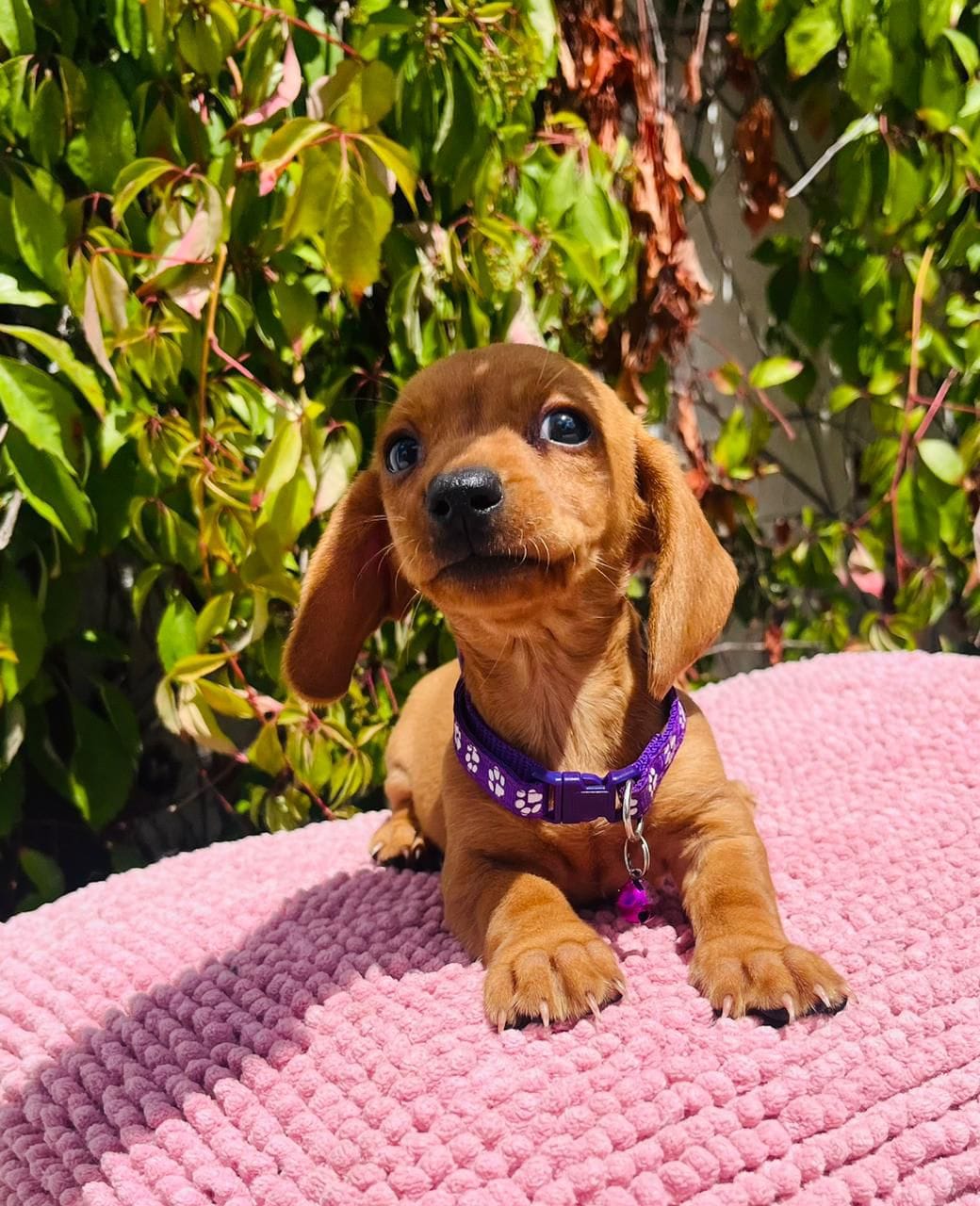 Miniature dachshund  – Miniature Dachshund puppy for sale in Fountain Valley, CA