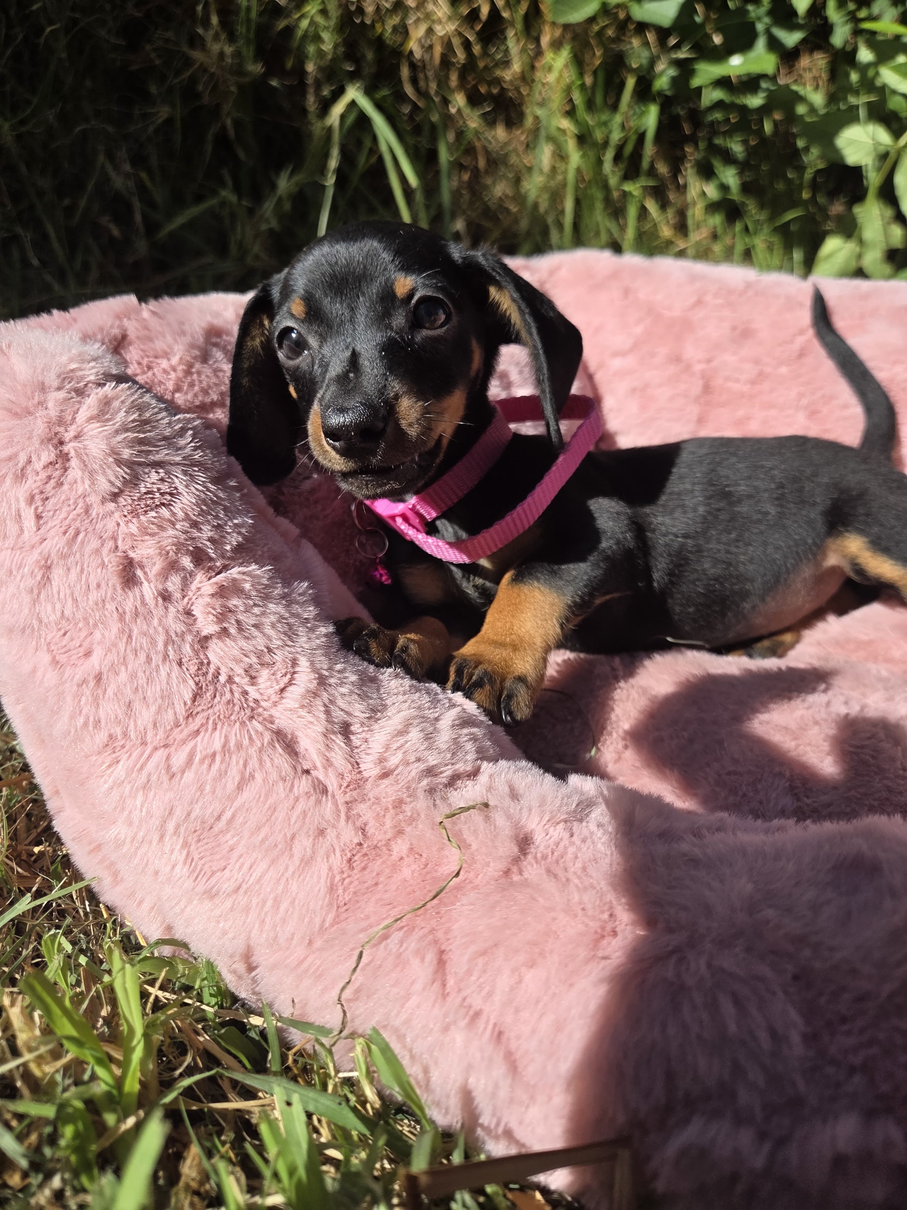 Dachshund Miniature  – Miniature Dachshund puppy for sale in Fountain Valley, CA