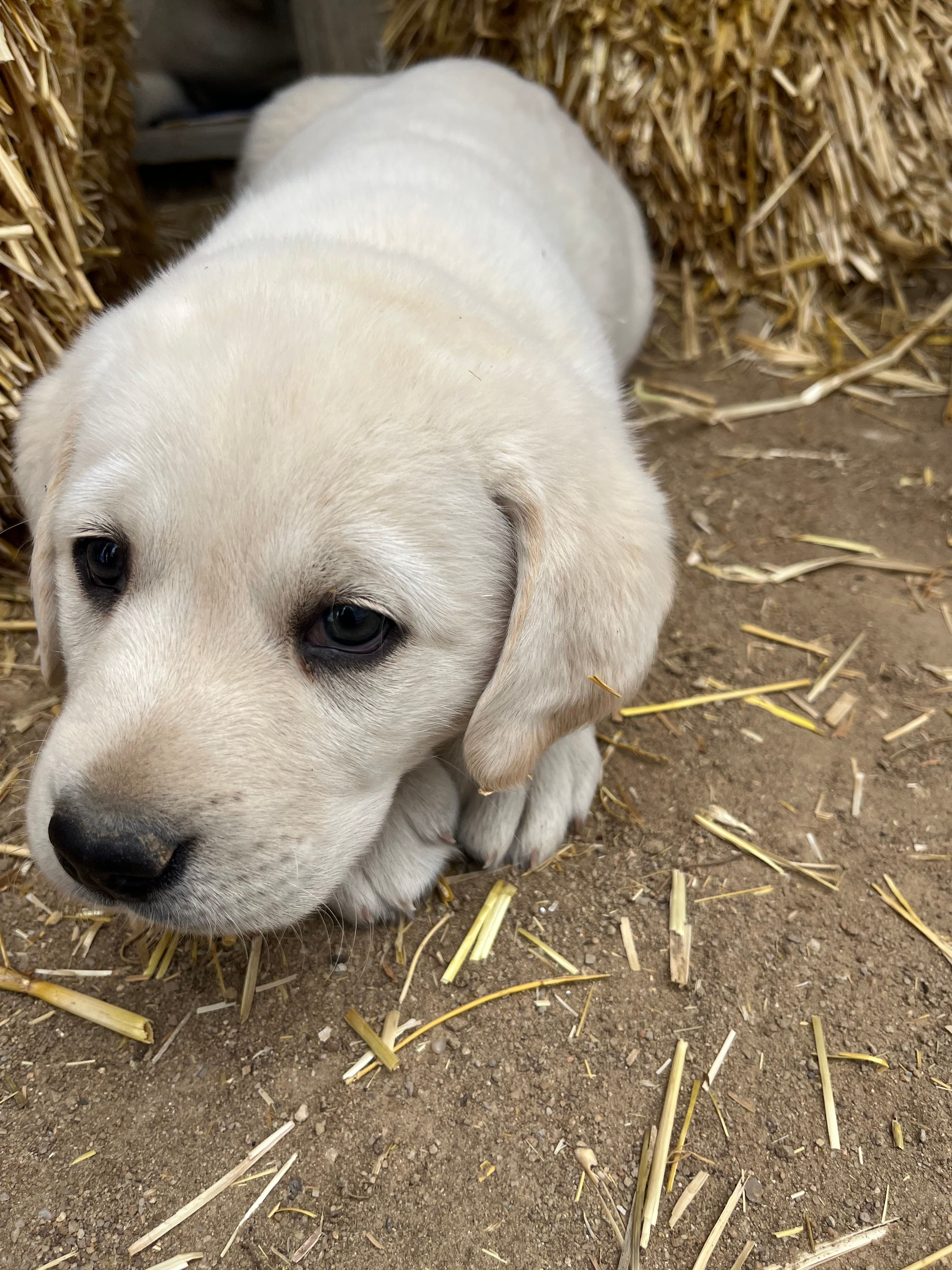 AKC Grey Boy, Ready 5/27 – Labrador Retriever puppy for sale in Calhan, CO