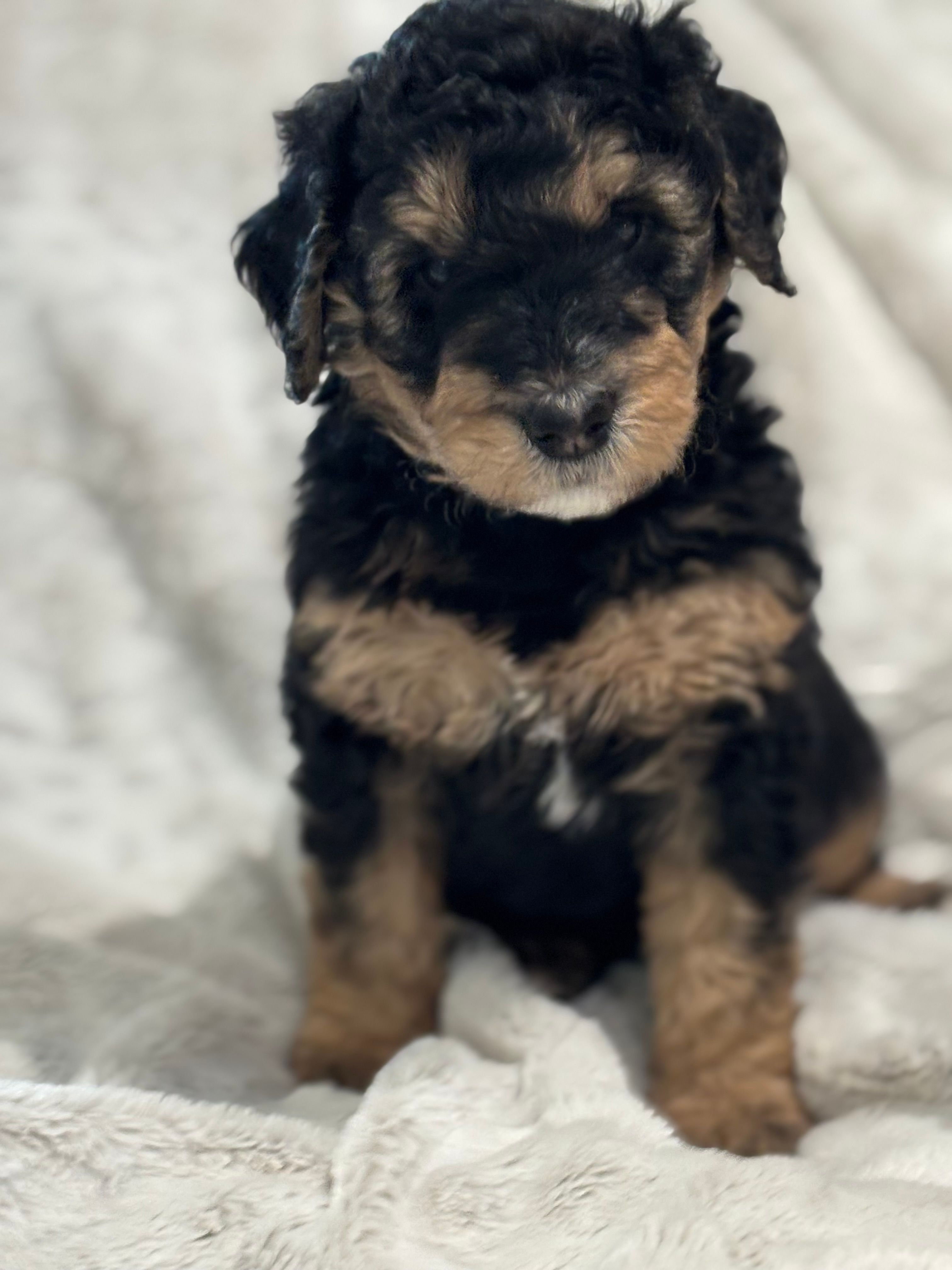 Charlie - Standard Size – Golden Mountain Doodle puppy for sale in Madison, OH