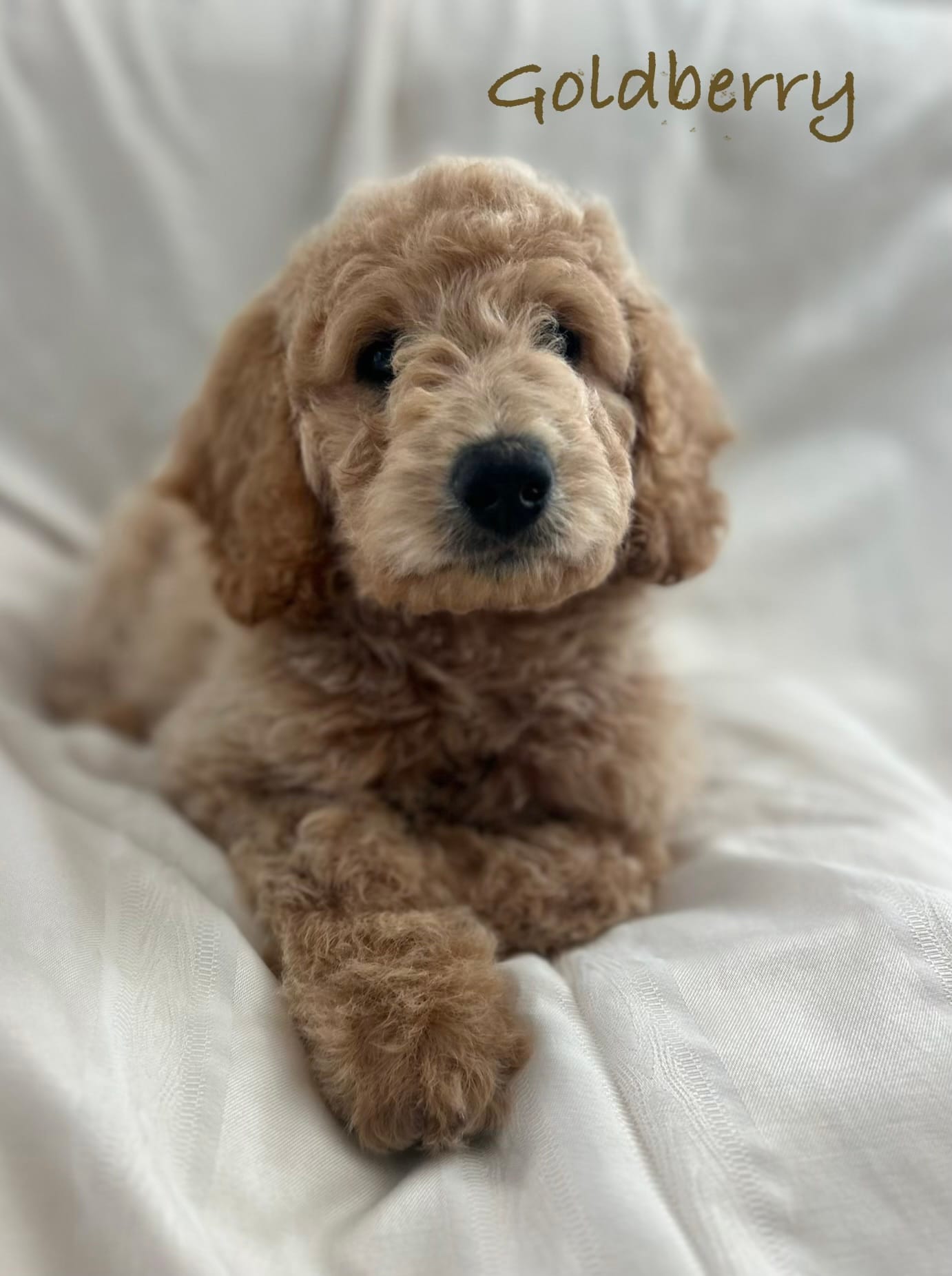 Goldberry – Goldendoodle puppy for sale in Waco, TX