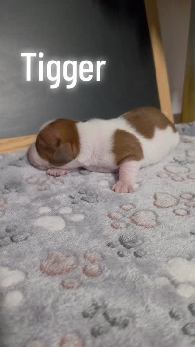 Tigger, a male Miniature Dachshund for sale in Hoquiam, WA – 2 of 2