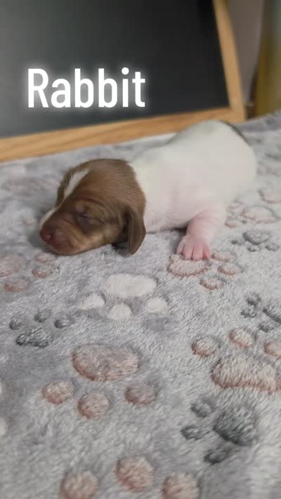 Rabbit, a male Miniature Dachshund for sale in Hoquiam, WA – 2 of 2