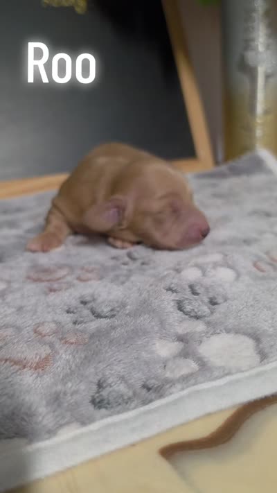 Roo, a male Miniature Dachshund for sale in Hoquiam, WA – 2 of 2