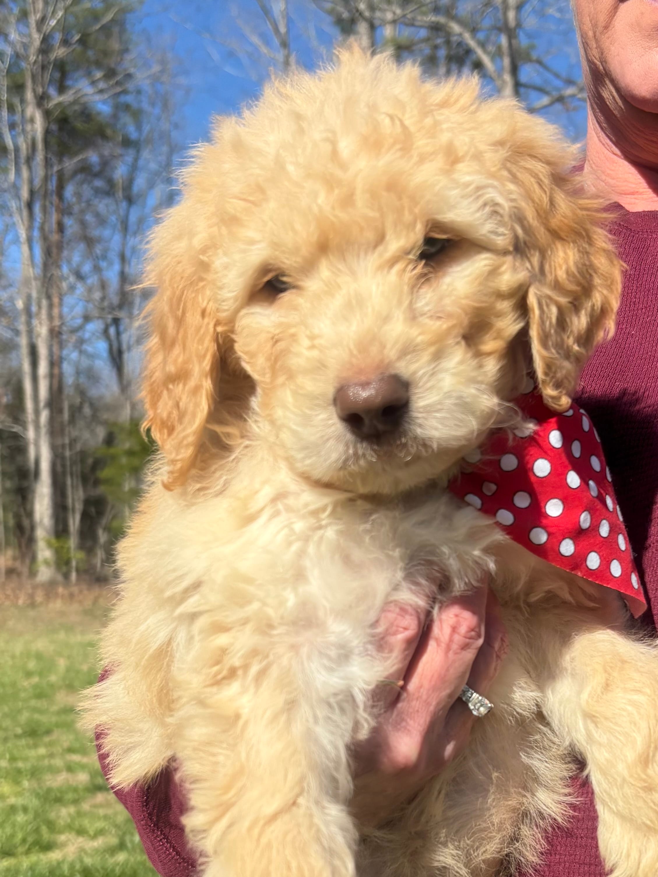 Molly – Goldendoodle puppy for sale in Dillwyn, VA