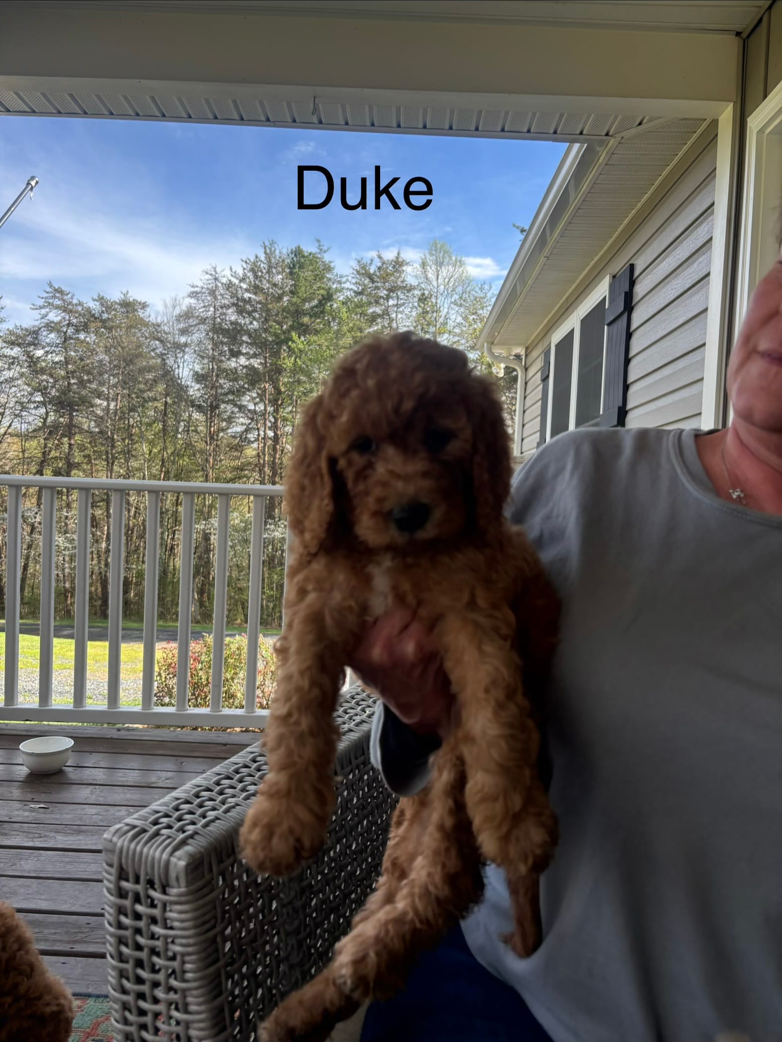 Duke – Goldendoodle, Irish Doodle puppy for sale in Dillwyn, VA