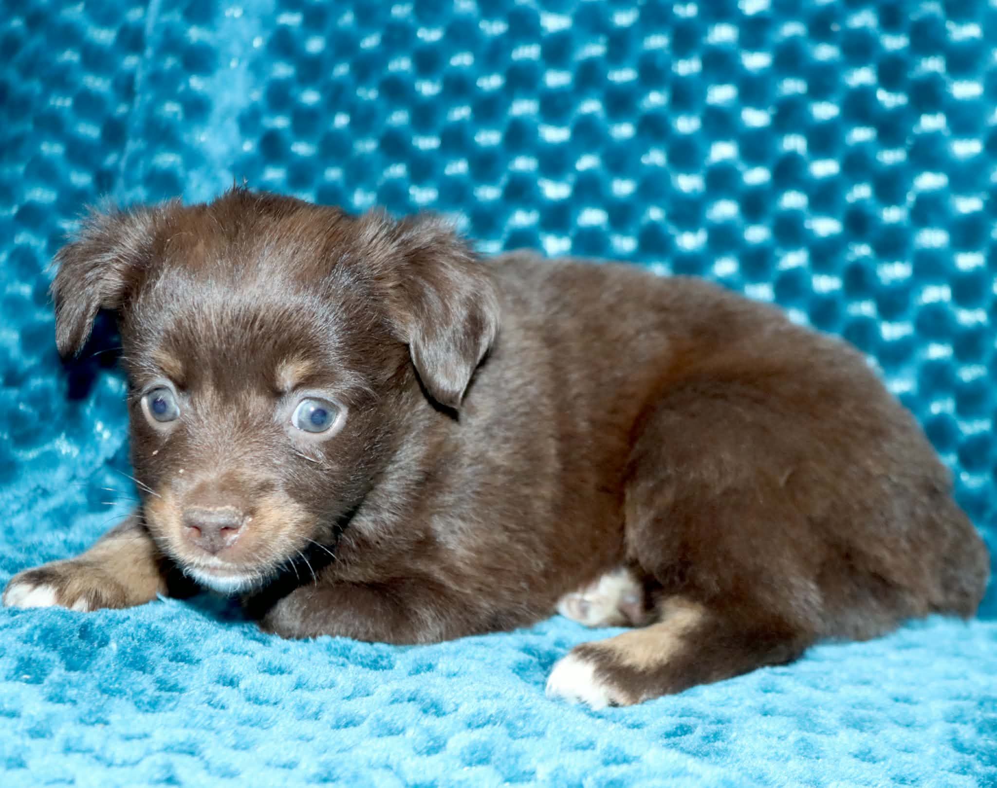 Poppy's Minimal White RTF – Toy Australian Shepherd puppy for sale in Leighton, AL