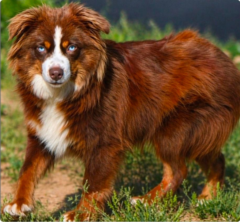 Poppy's Minimal White BTM #2, a male Toy Australian Shepherd for sale in Leighton, AL – 5 of 5