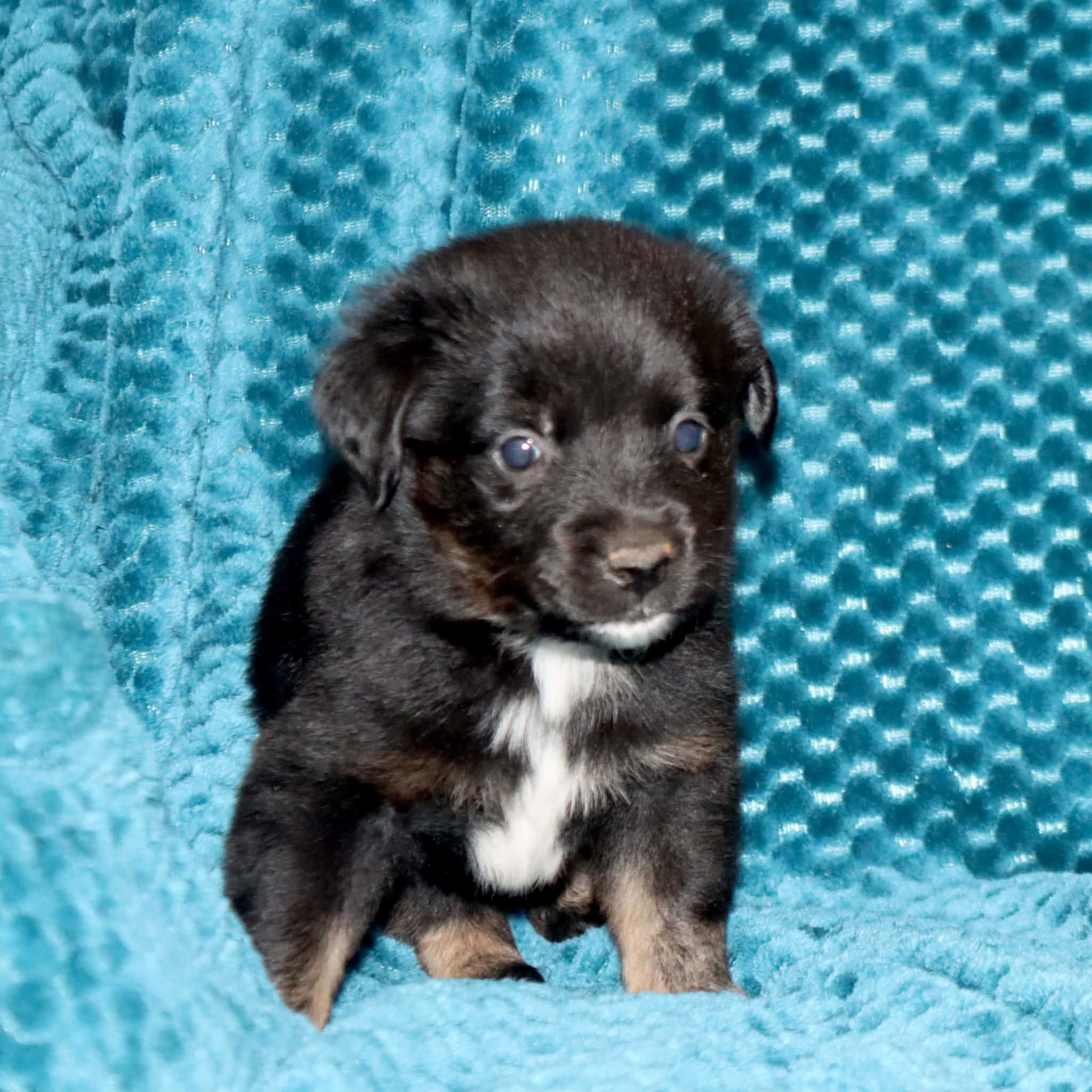 Poppy's Minimal White BTM #2, a male Toy Australian Shepherd for sale in Leighton, AL – 2 of 5