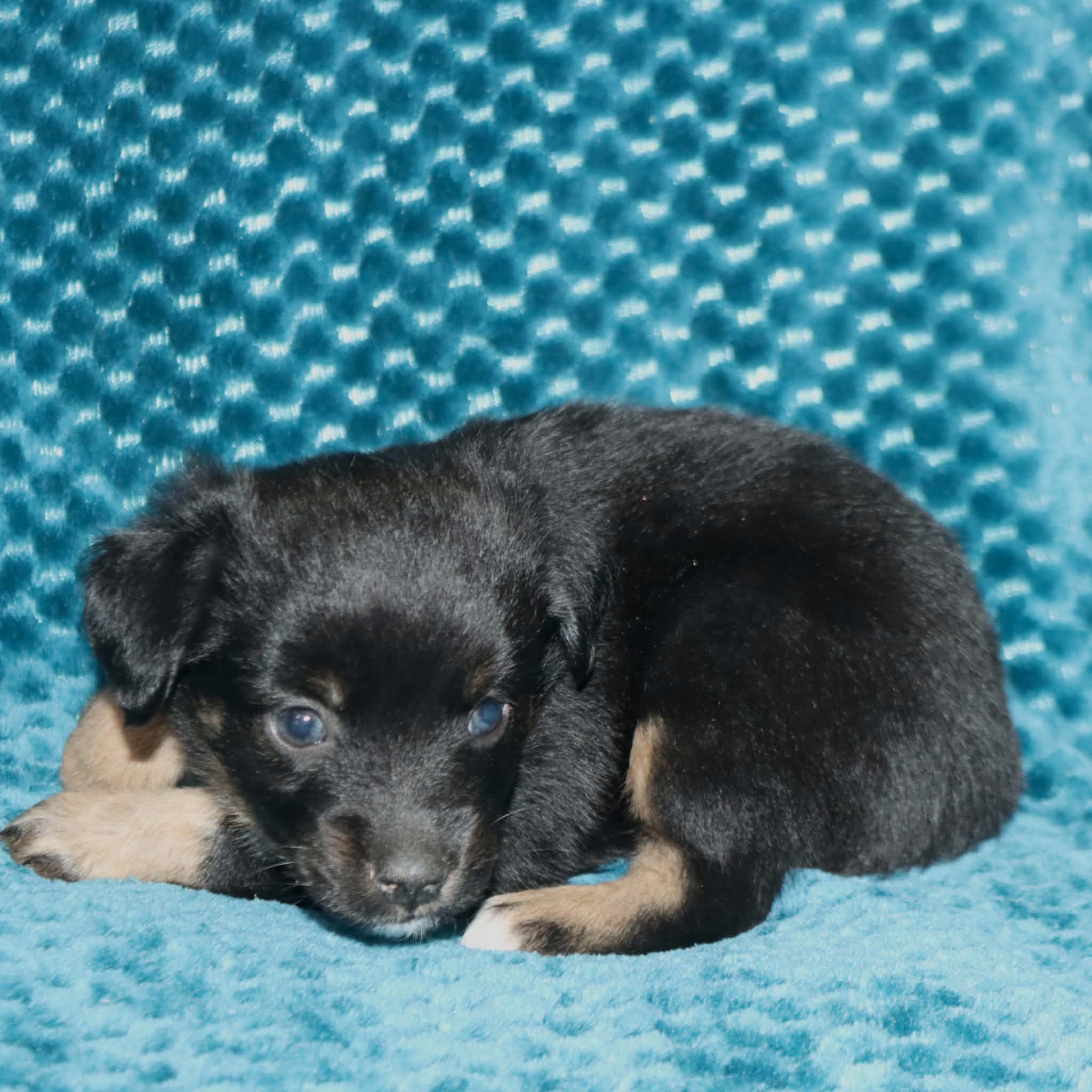 Poppy's Minimal White BTF, a female Toy Australian Shepherd for sale in Leighton, AL – 3 of 5