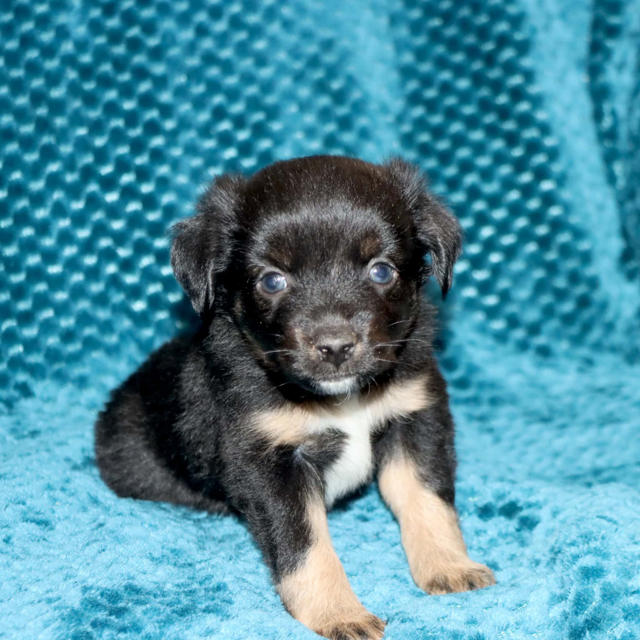 Poppy's Minimal White BTF – Toy Australian Shepherd puppy for sale in Leighton, AL