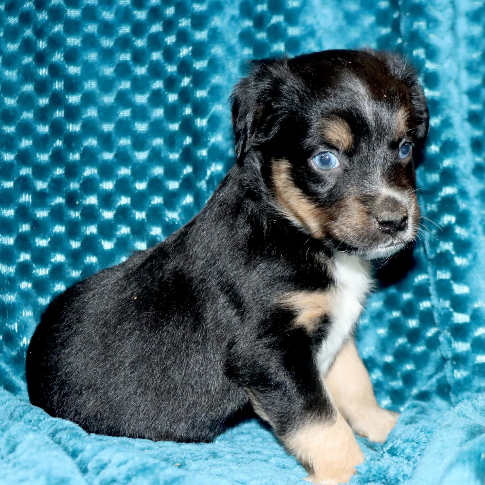 Poppy's Blue-Eyed BTM #1, a male Toy Australian Shepherd for sale in Leighton, AL – 3 of 5