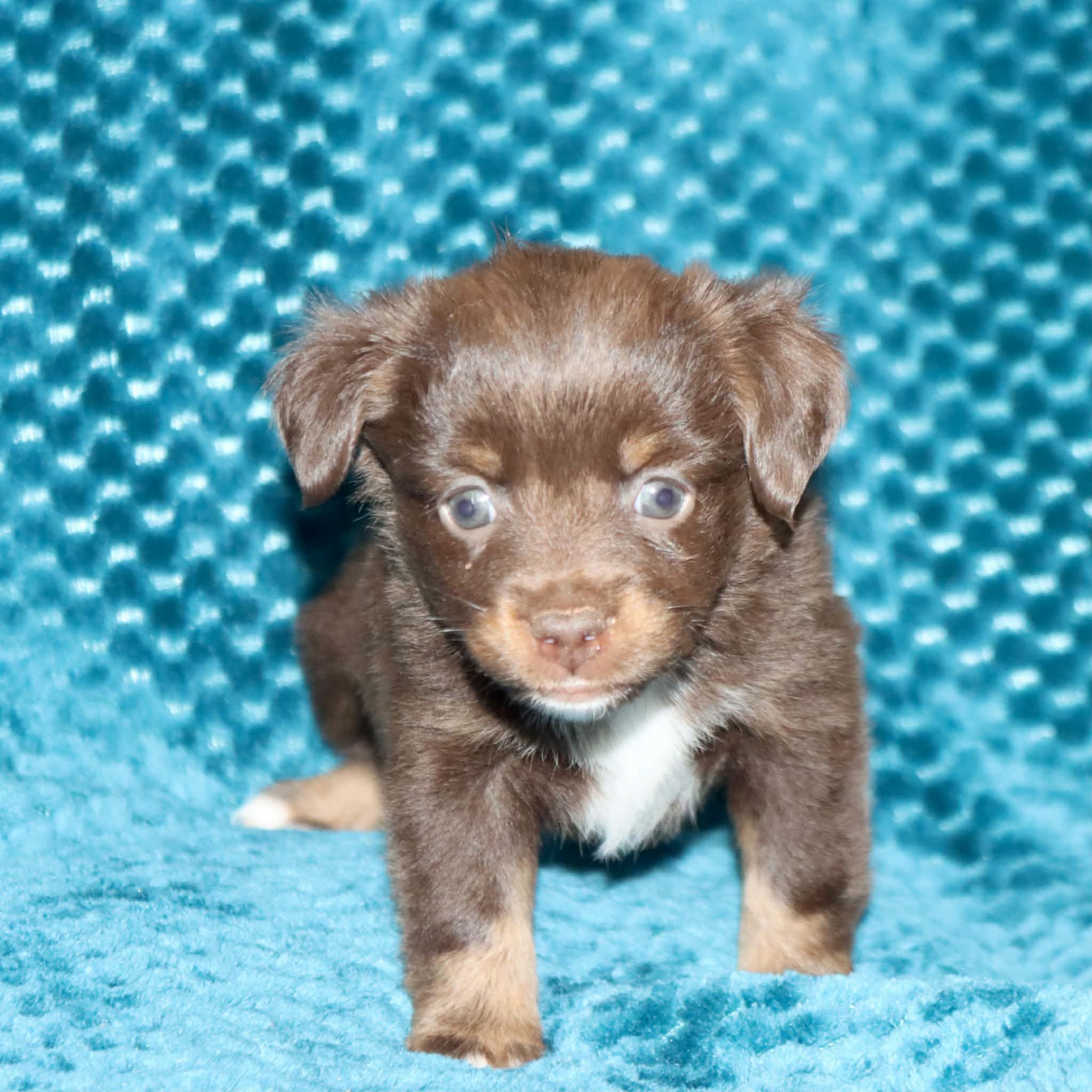 Poppy's Minimal White RTF, a female Toy Australian Shepherd for sale in Leighton, AL – 2 of 5