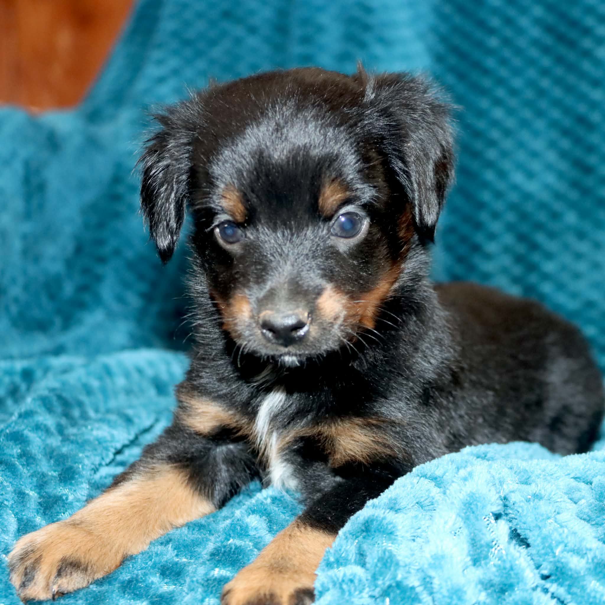 Poppy's Minimal White BTM # 3, a male Toy Australian Shepherd for sale in Leighton, AL – 2 of 5