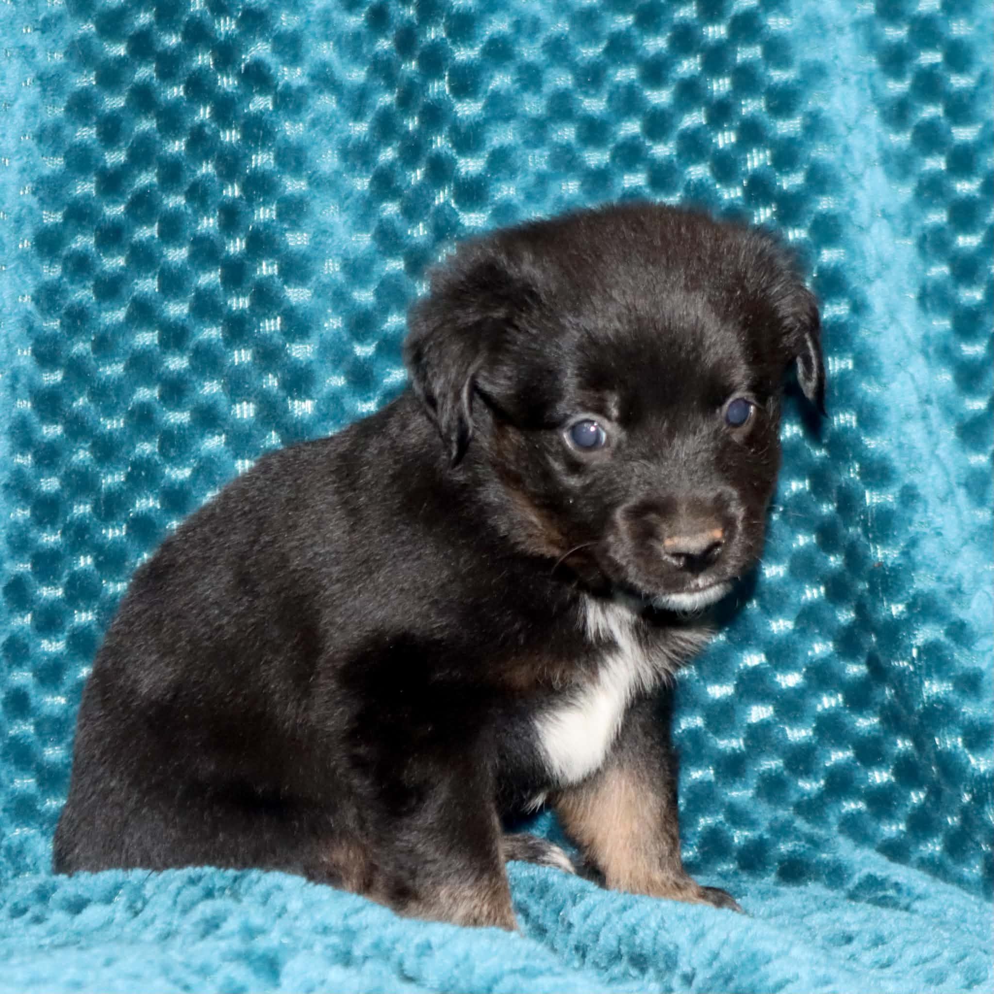 Poppy's Minimal White BTM #2, a male Toy Australian Shepherd for sale in Leighton, AL – 3 of 5