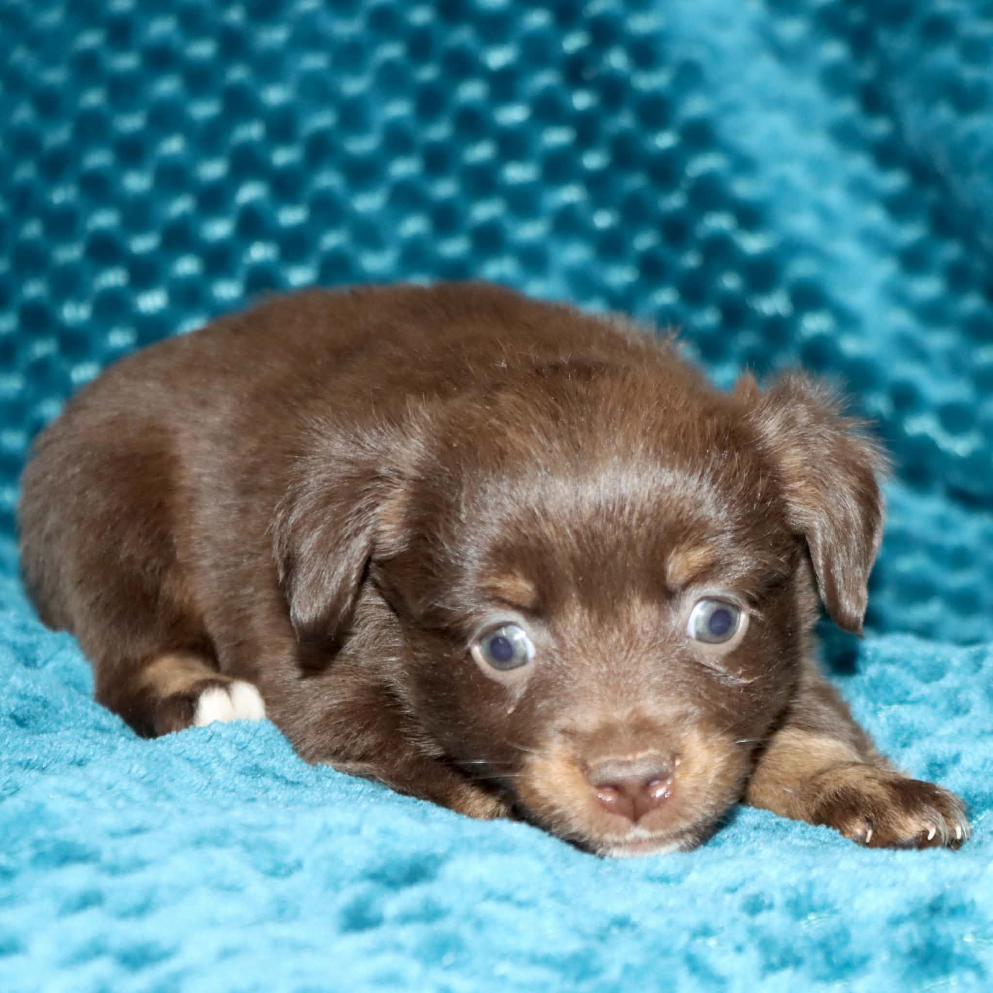 Poppy's Minimal White RTF, a female Toy Australian Shepherd for sale in Leighton, AL – 3 of 5