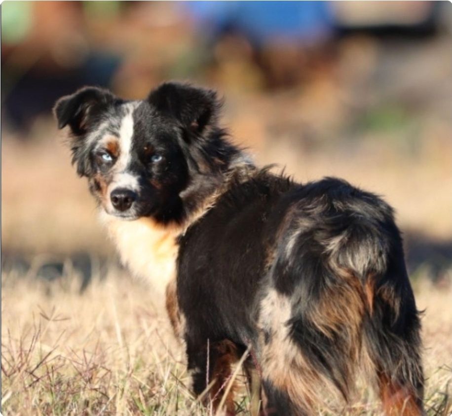 Poppy's Minimal White RTF, a female Toy Australian Shepherd for sale in Leighton, AL – 5 of 5