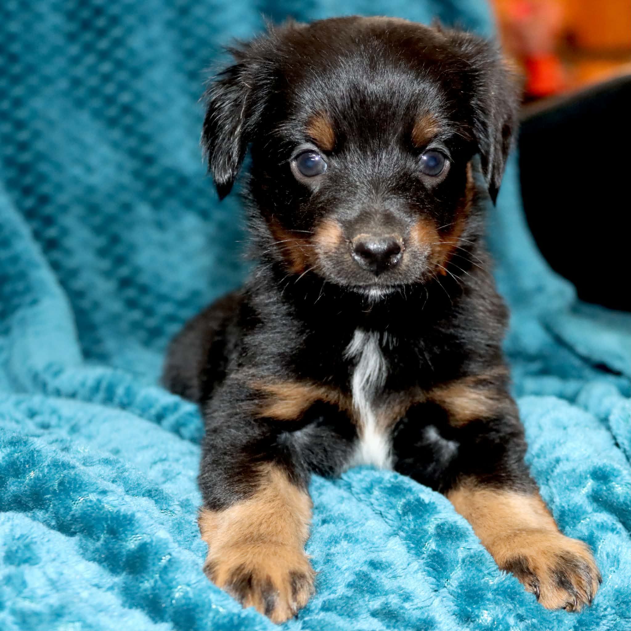 Poppy's Minimal White BTM # 3 – Toy Australian Shepherd puppy for sale in Leighton, AL