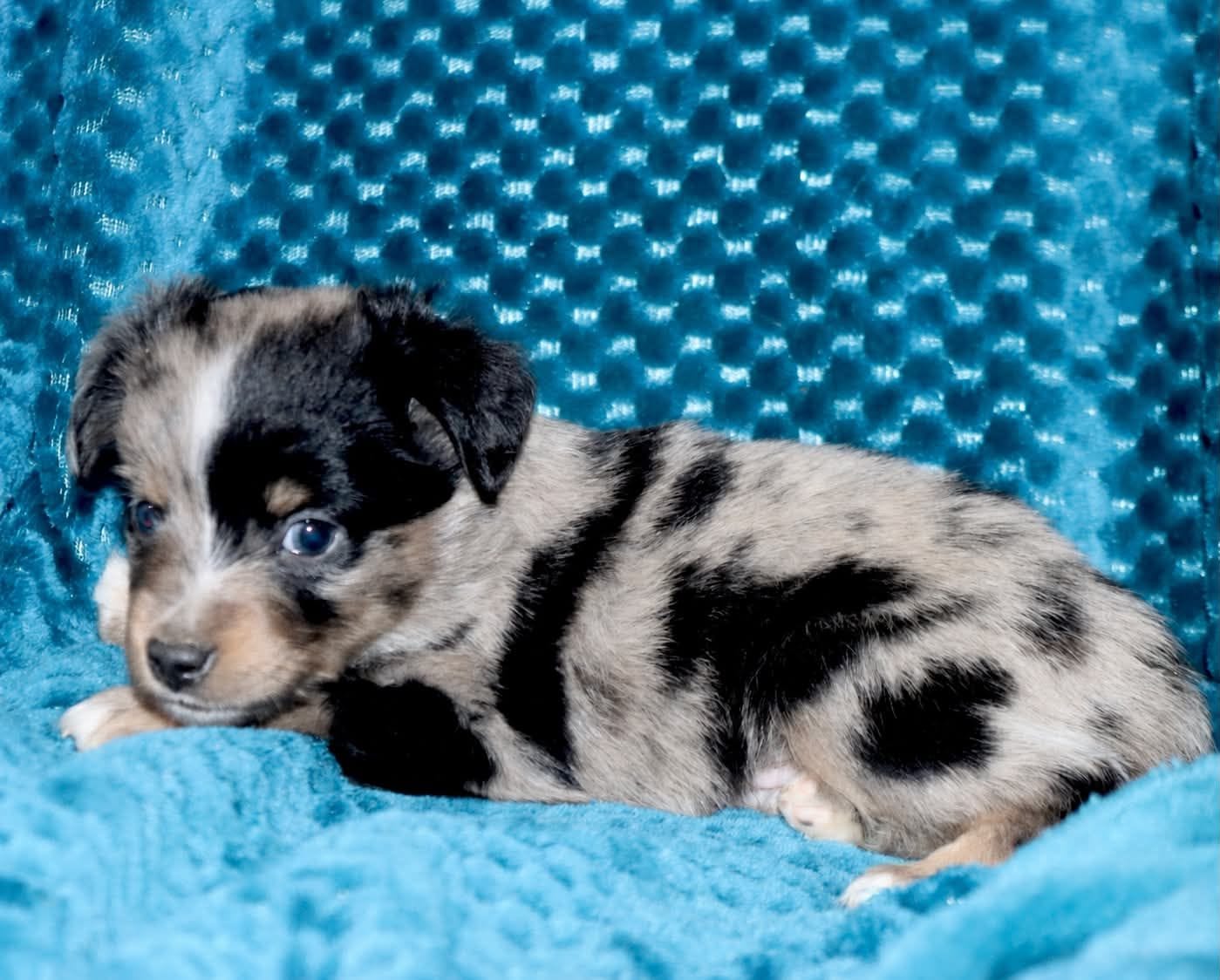 Poppy's Blue-Eyed BMM, a male Toy Australian Shepherd for sale in Leighton, AL – 3 of 5