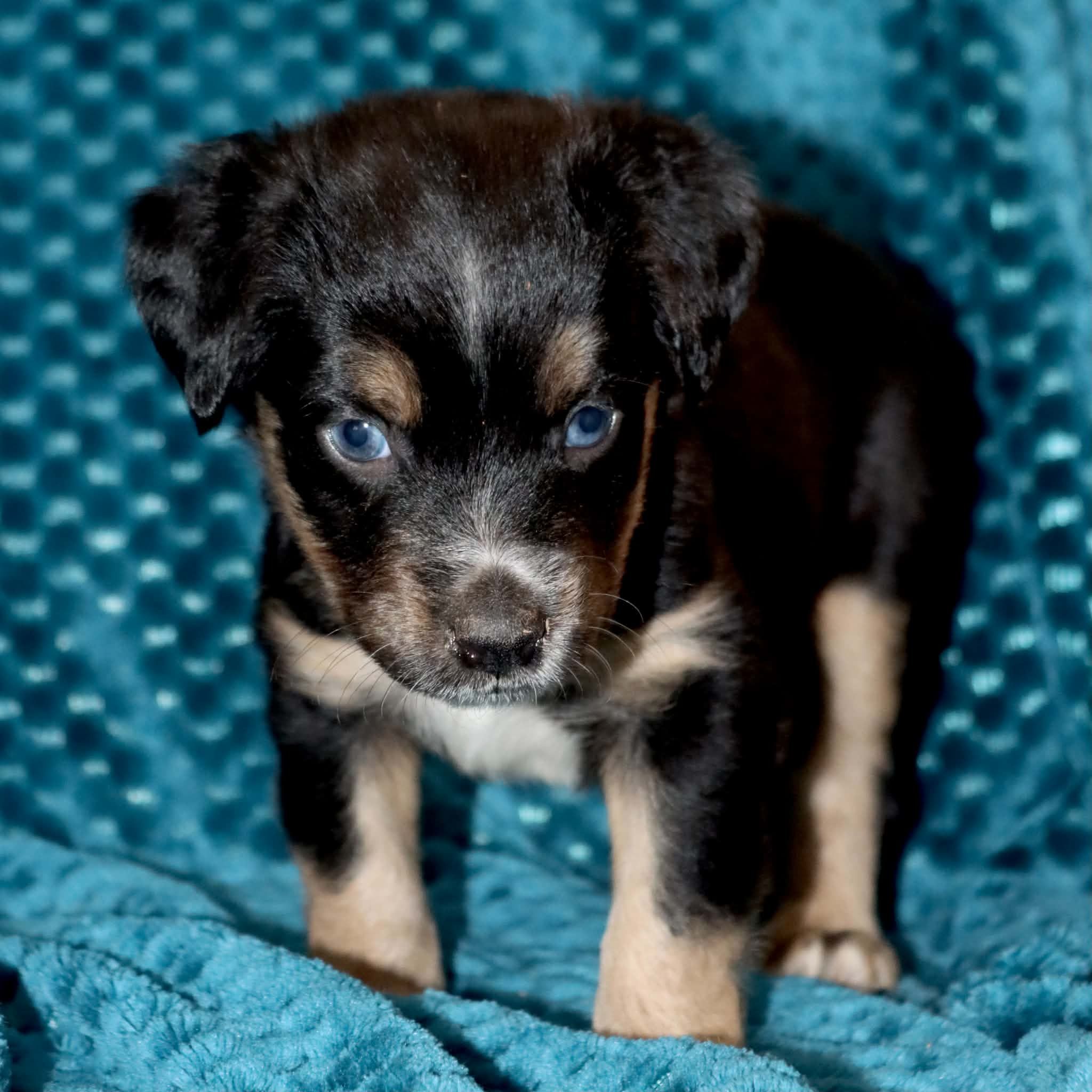 Poppy's Blue-Eyed BTM #1, a male Toy Australian Shepherd for sale in Leighton, AL – 2 of 5