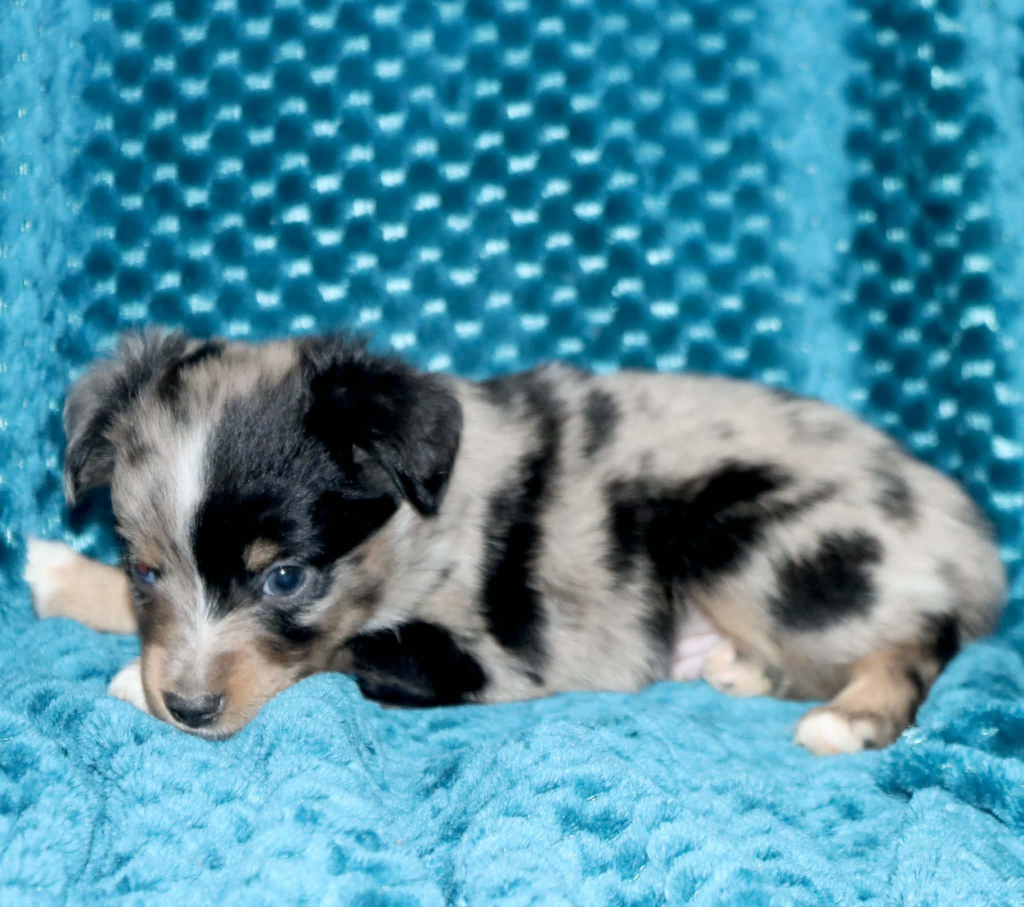 Poppy's Blue-Eyed BMM, a male Toy Australian Shepherd for sale in Leighton, AL – 2 of 5