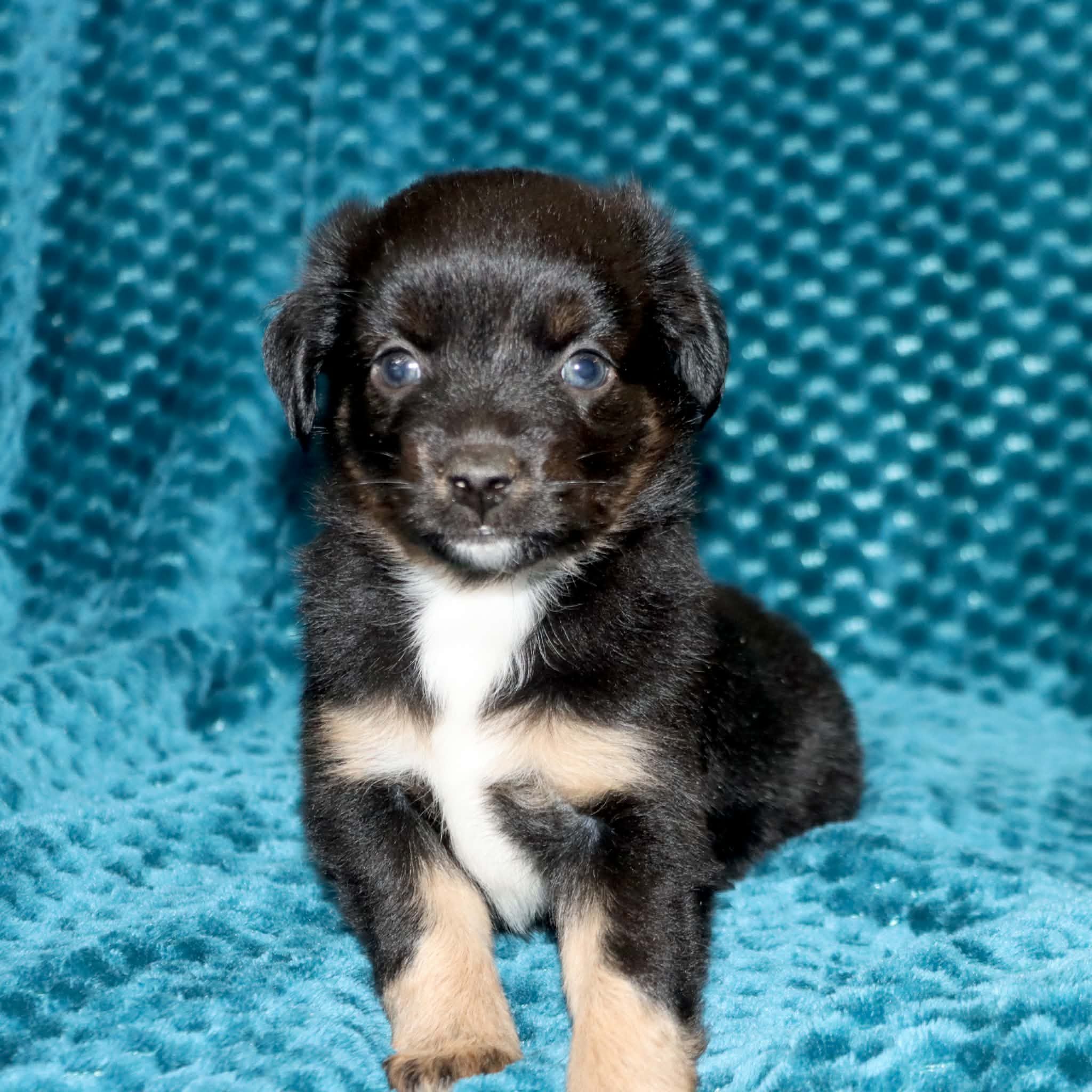 Poppy's Minimal White BTF, a female Toy Australian Shepherd for sale in Leighton, AL – 2 of 5