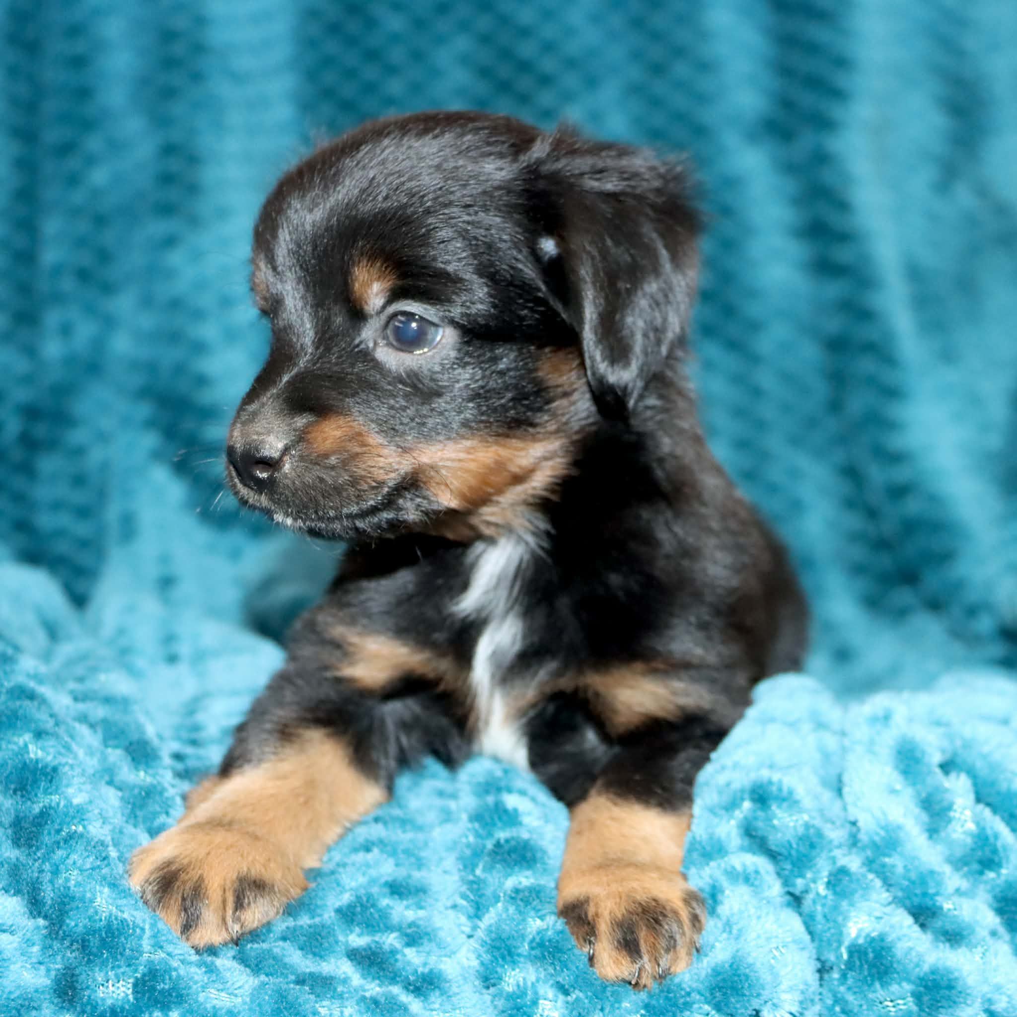 Poppy's Minimal White BTM # 3, a male Toy Australian Shepherd for sale in Leighton, AL – 3 of 5