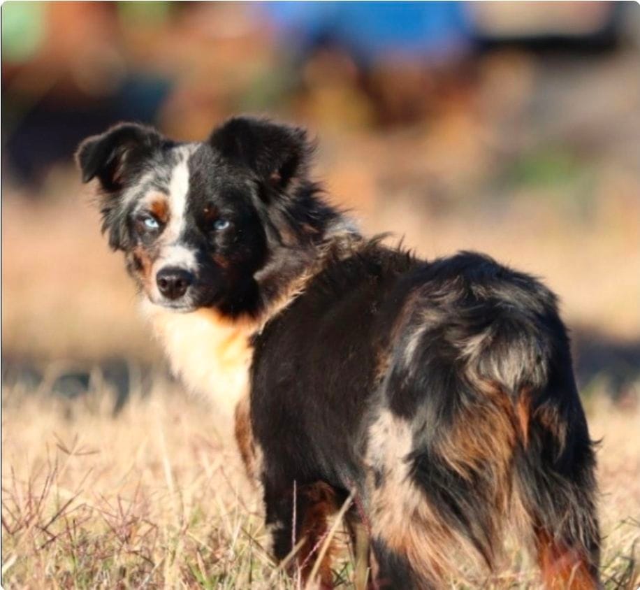 Poppy's Minimal White BTM # 3, a male Toy Australian Shepherd for sale in Leighton, AL – 4 of 5