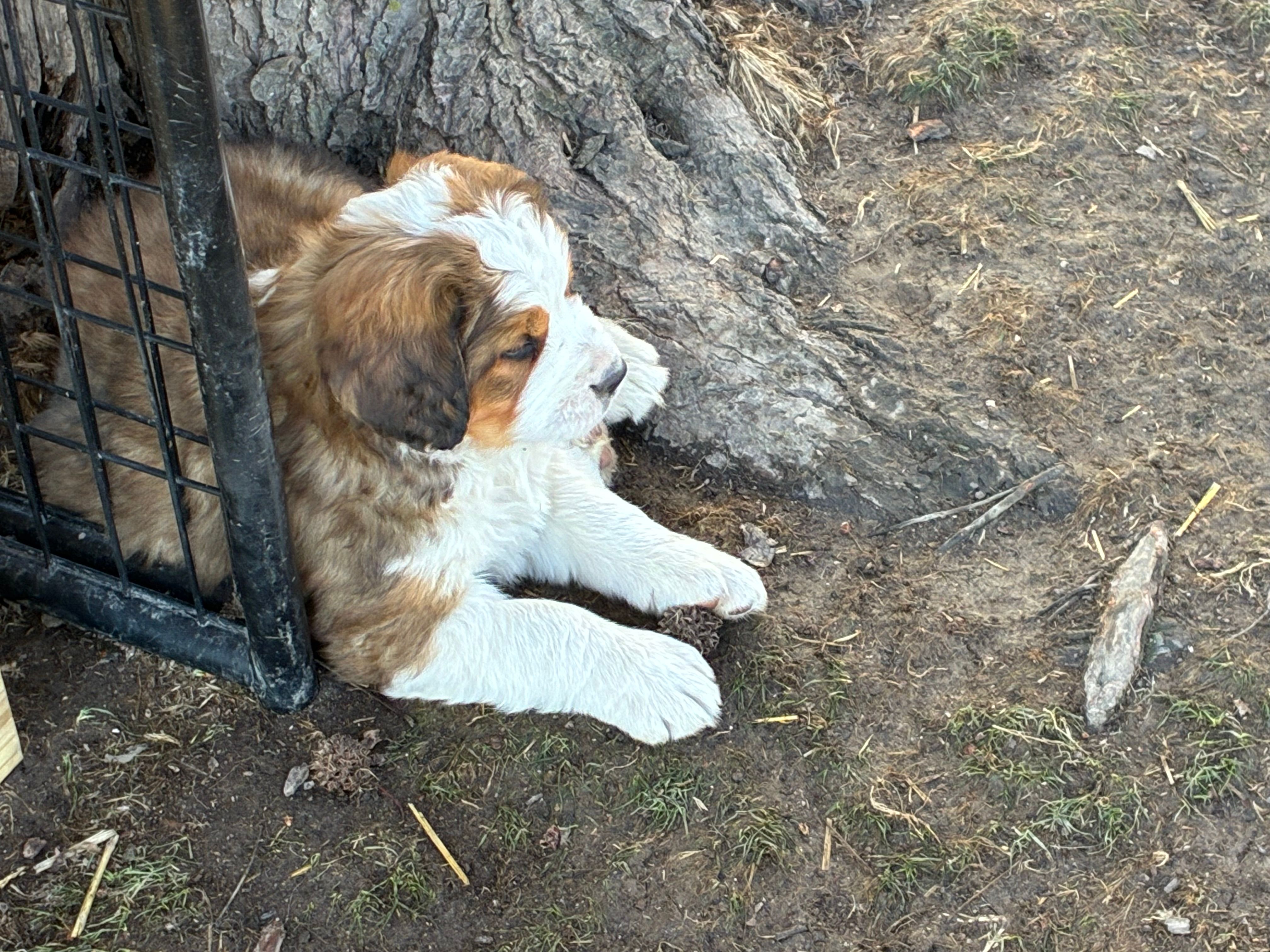 Leo – Bernese Mountain Dog, Saint Bernard puppy for sale in Xenia, IL
