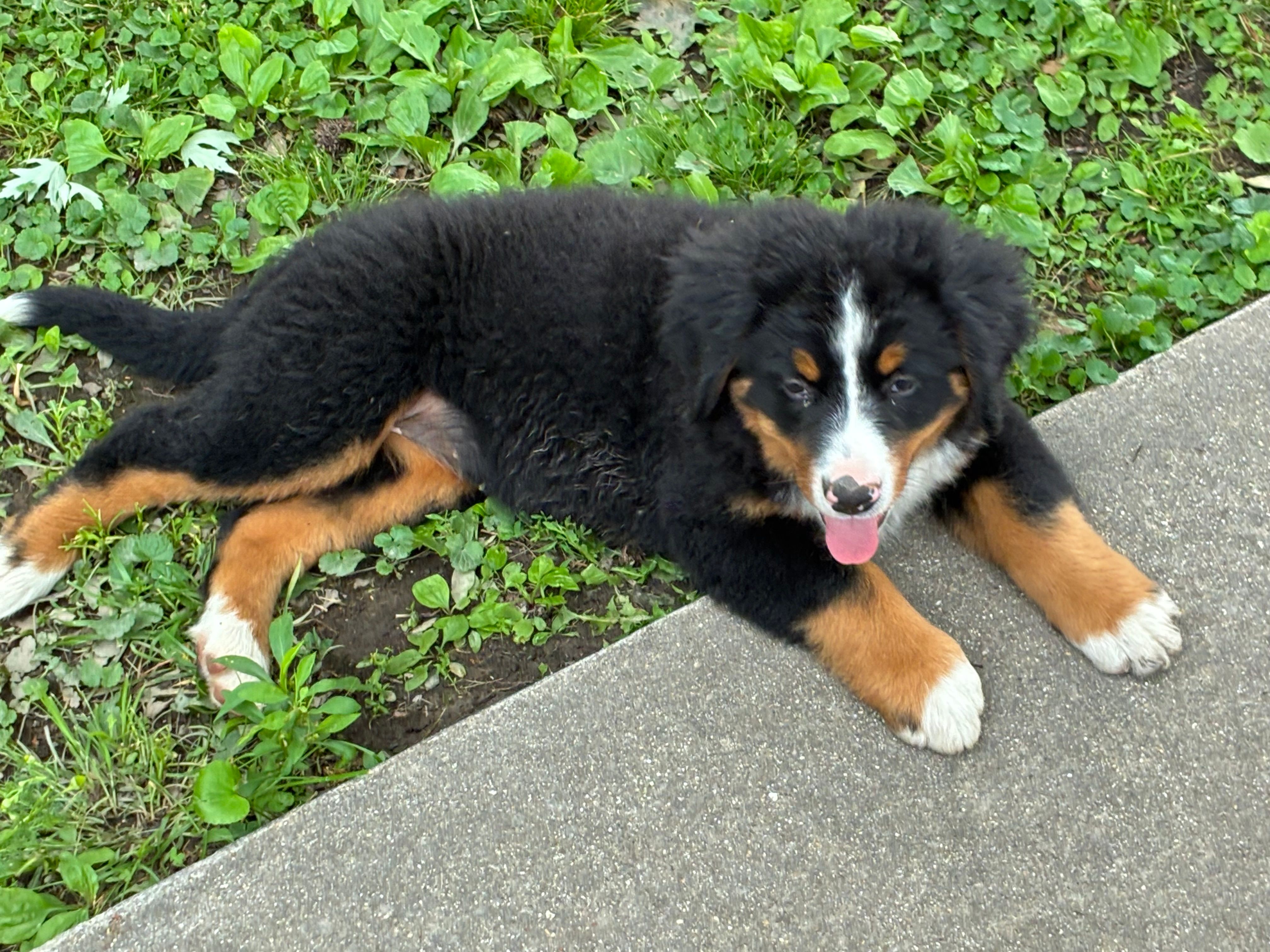 Jasmine – Bernese Mountain Dog puppy for sale in Xenia, IL