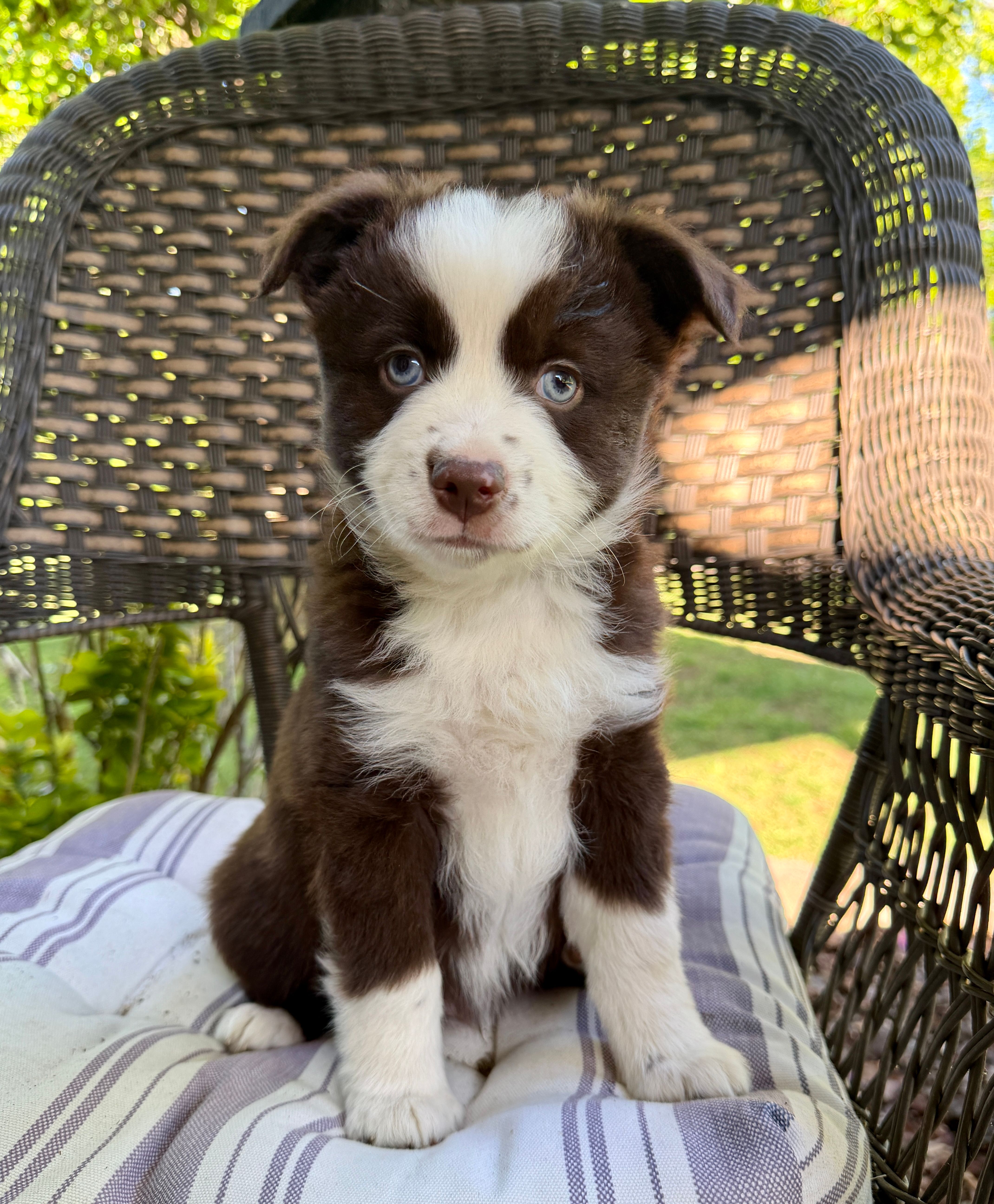 Lucky – Miniature Australian Shepherd puppy for sale in Sandy Hook, KY