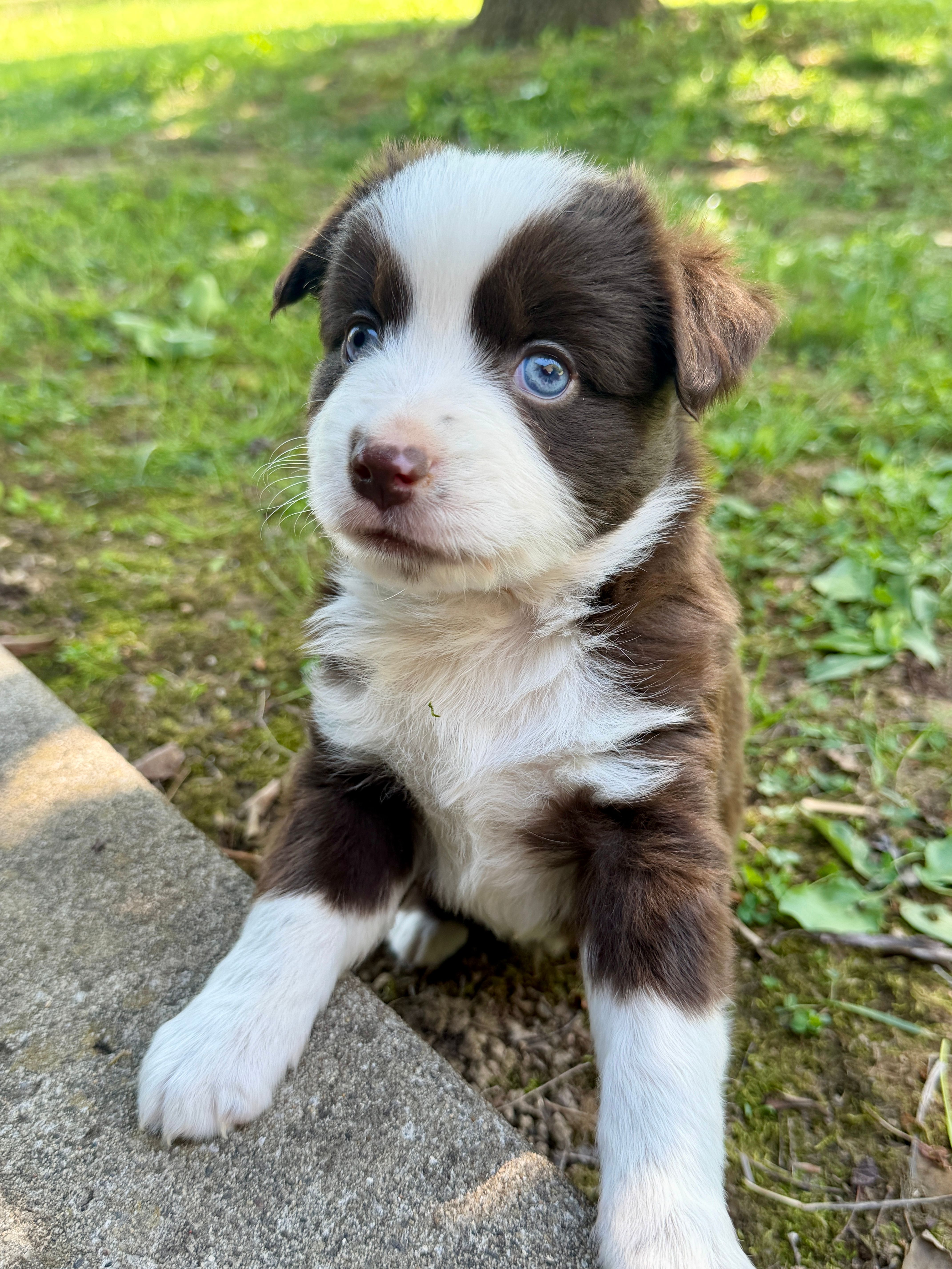 Lucky – Miniature Australian Shepherd puppy for sale in Sandy Hook, KY
