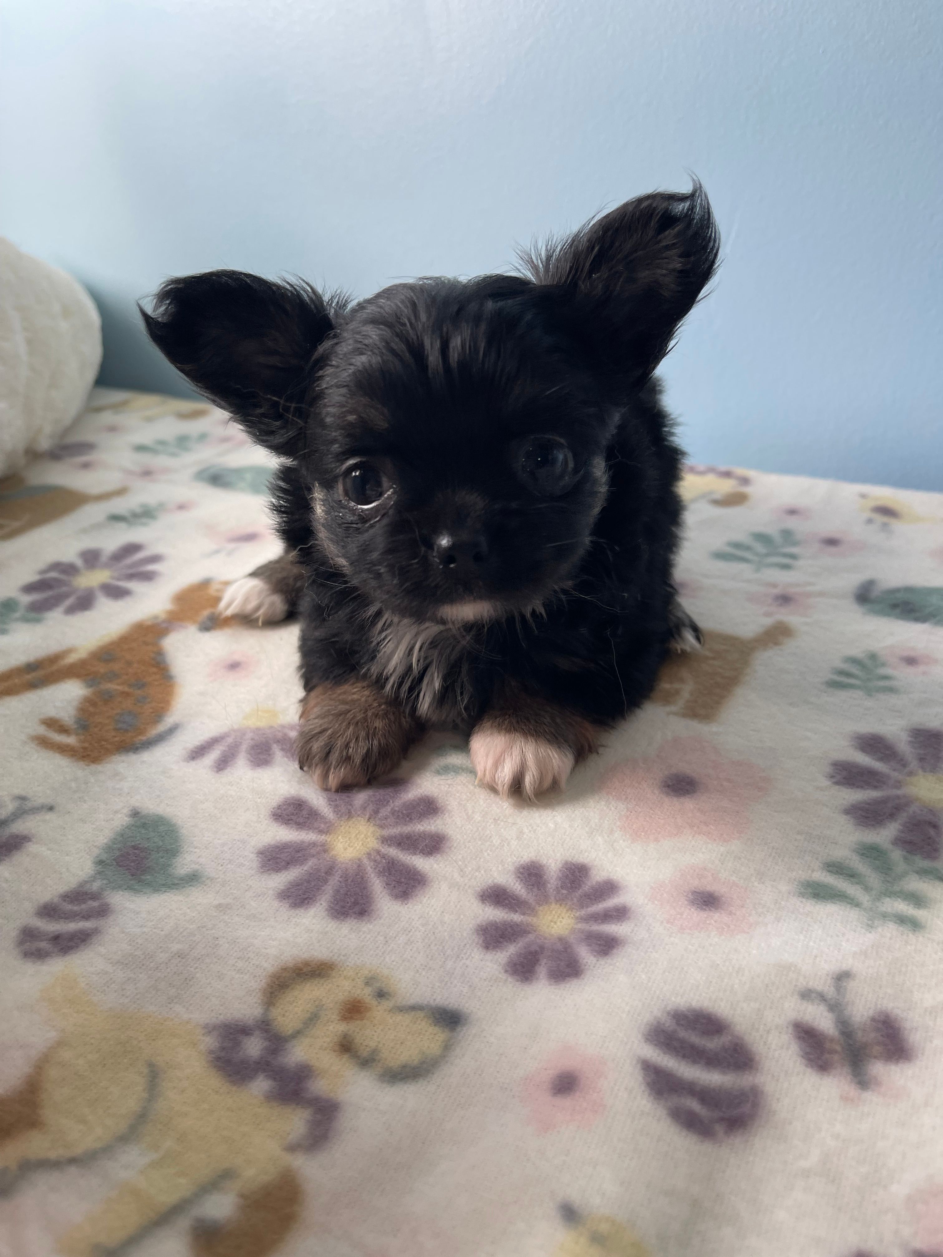 Feather  – Chihuahua puppy for sale in Andersonville, TN