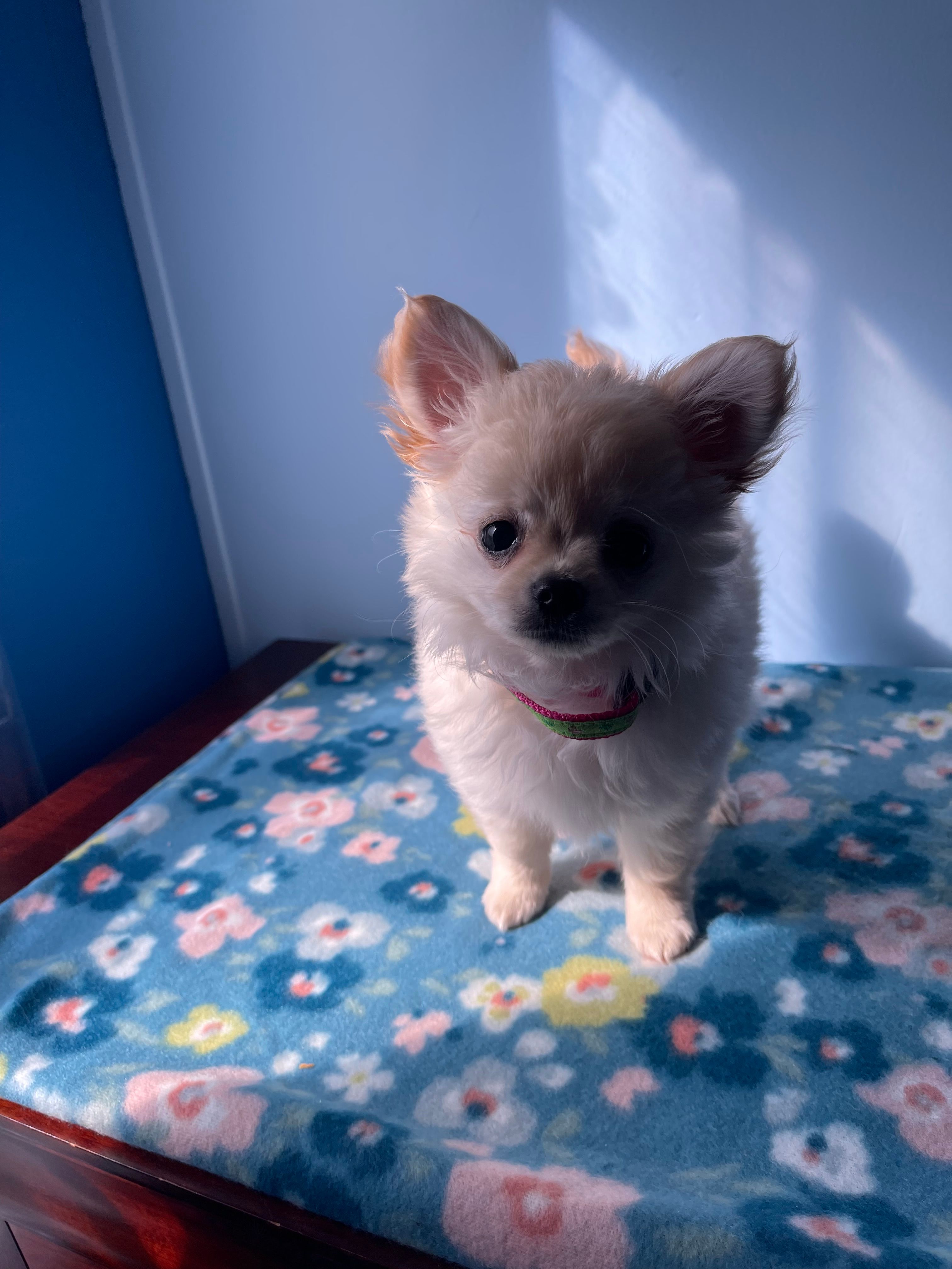 FARRA  – Chihuahua puppy for sale in Andersonville, TN