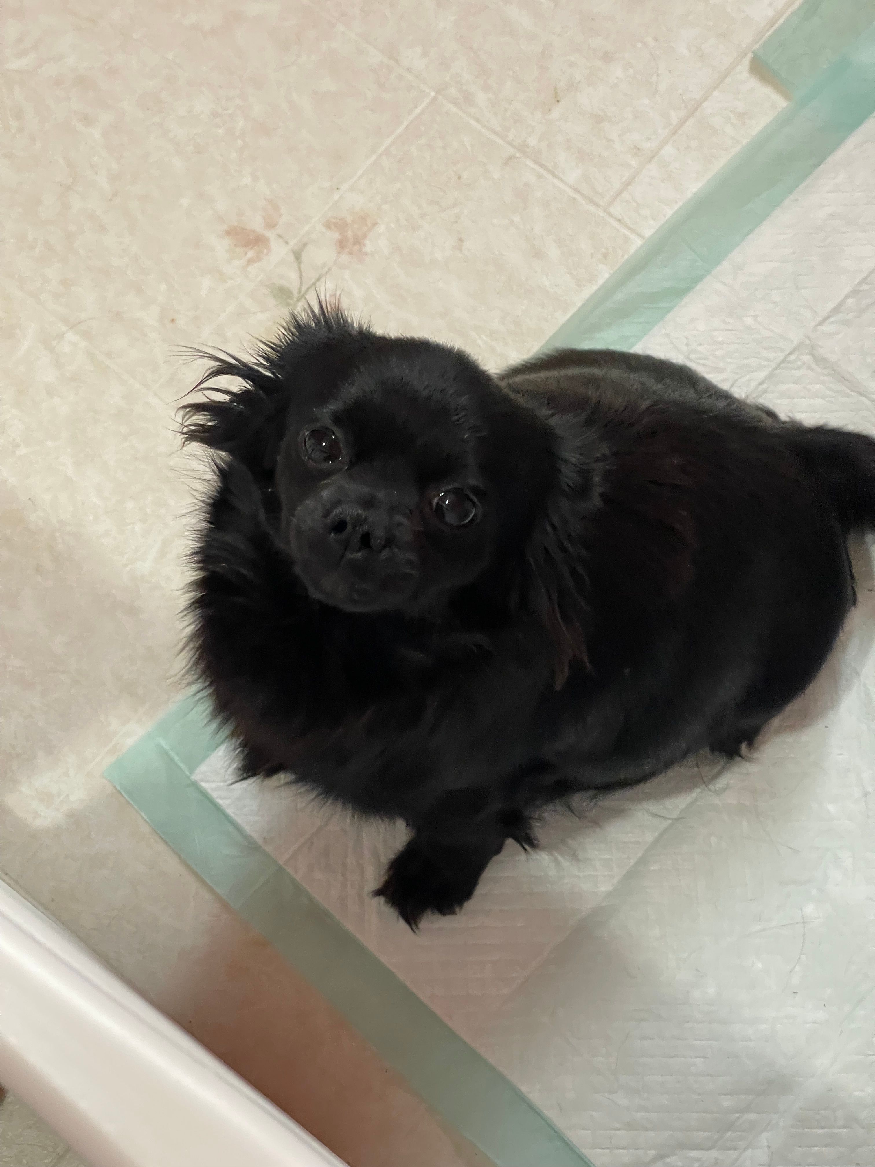 Jetta Black – Chihuahua puppy for sale in Andersonville, TN