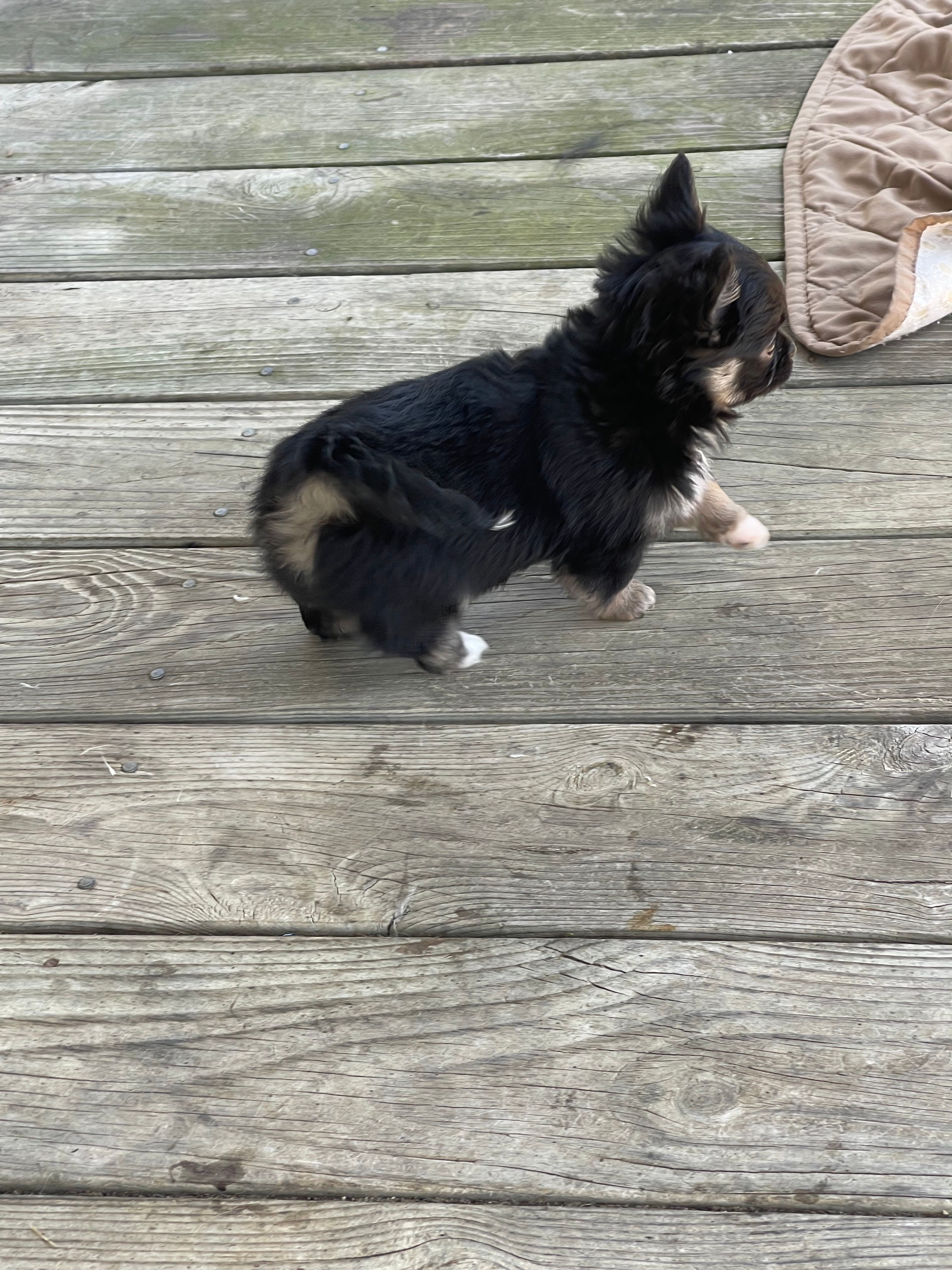 Feather  – Chihuahua puppy for sale in Andersonville, TN