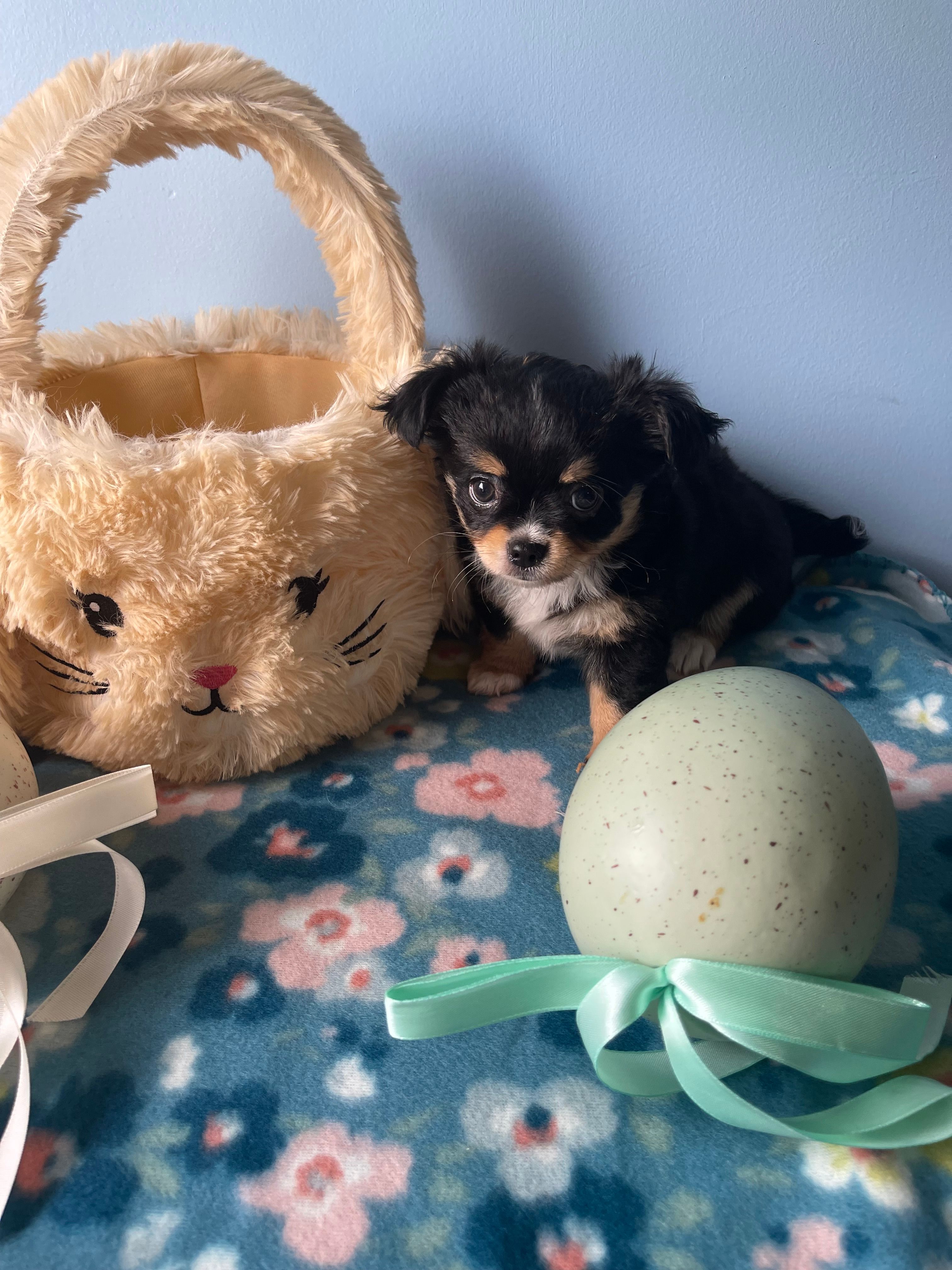 Flash  – Chihuahua puppy for sale in Andersonville, TN