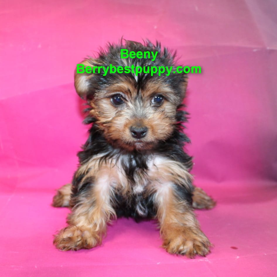 Beeny – Yorkshire Terrier puppy for sale in Littlerock, CA