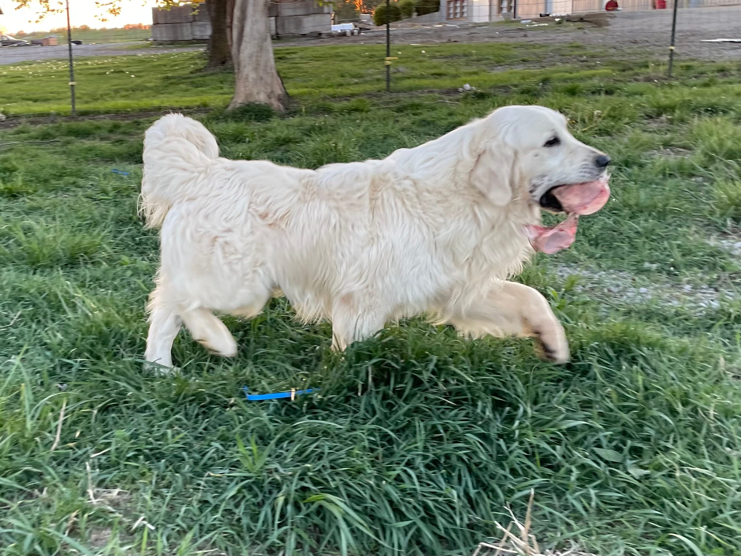 Bruno – English Cream Golden Retriever puppy for sale in Ewing, IL